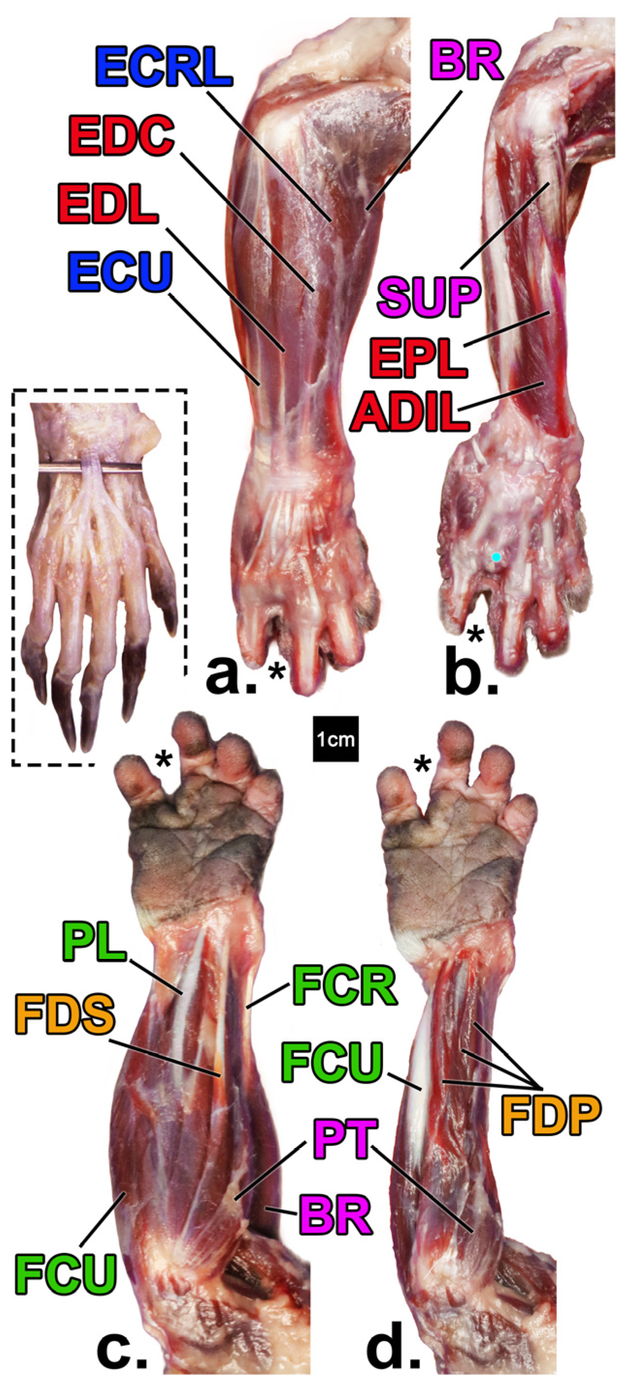 Animals 14 02774 g001 Animals 14 02774 g001