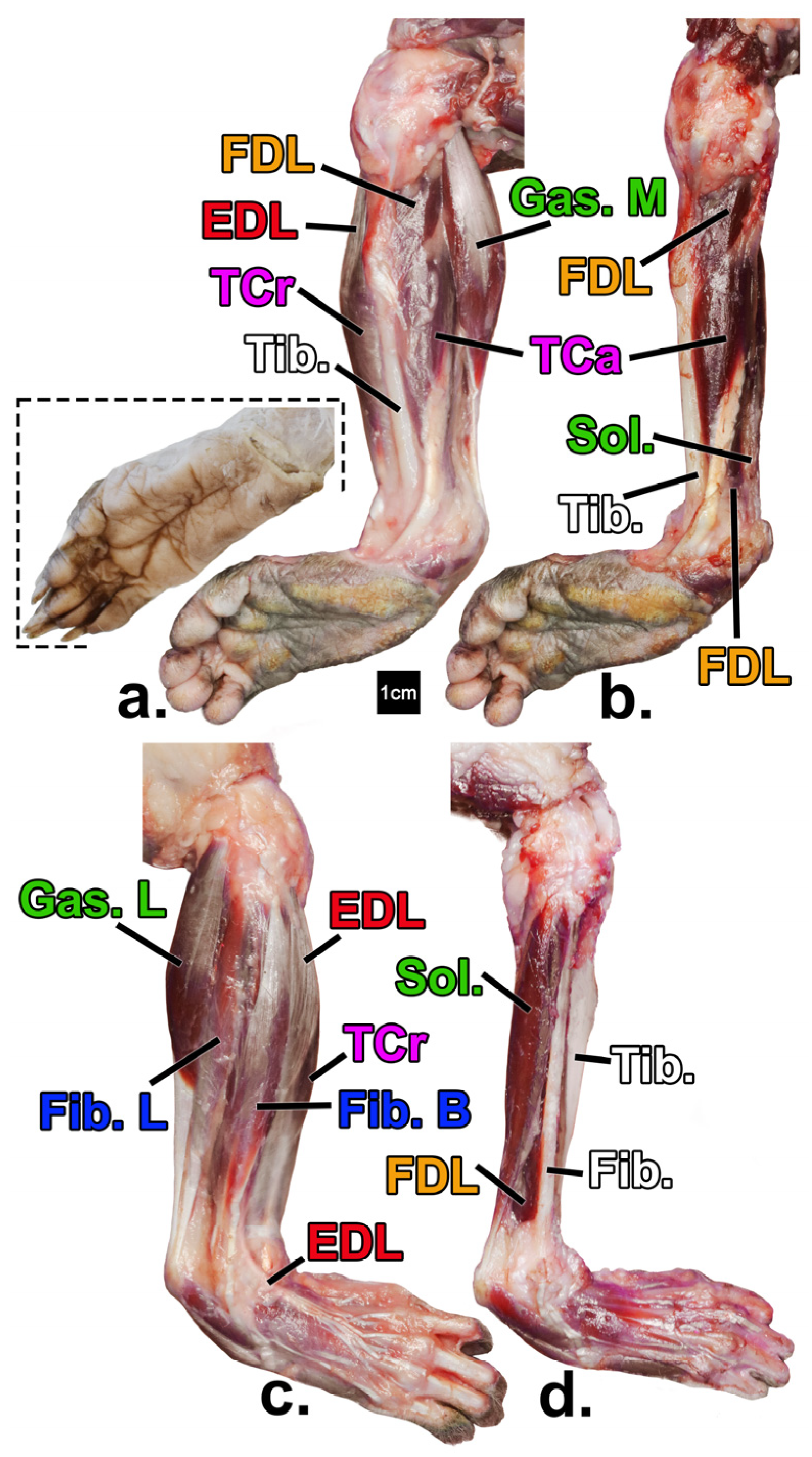 Animals 14 02774 g002 Animals 14 02774 g002