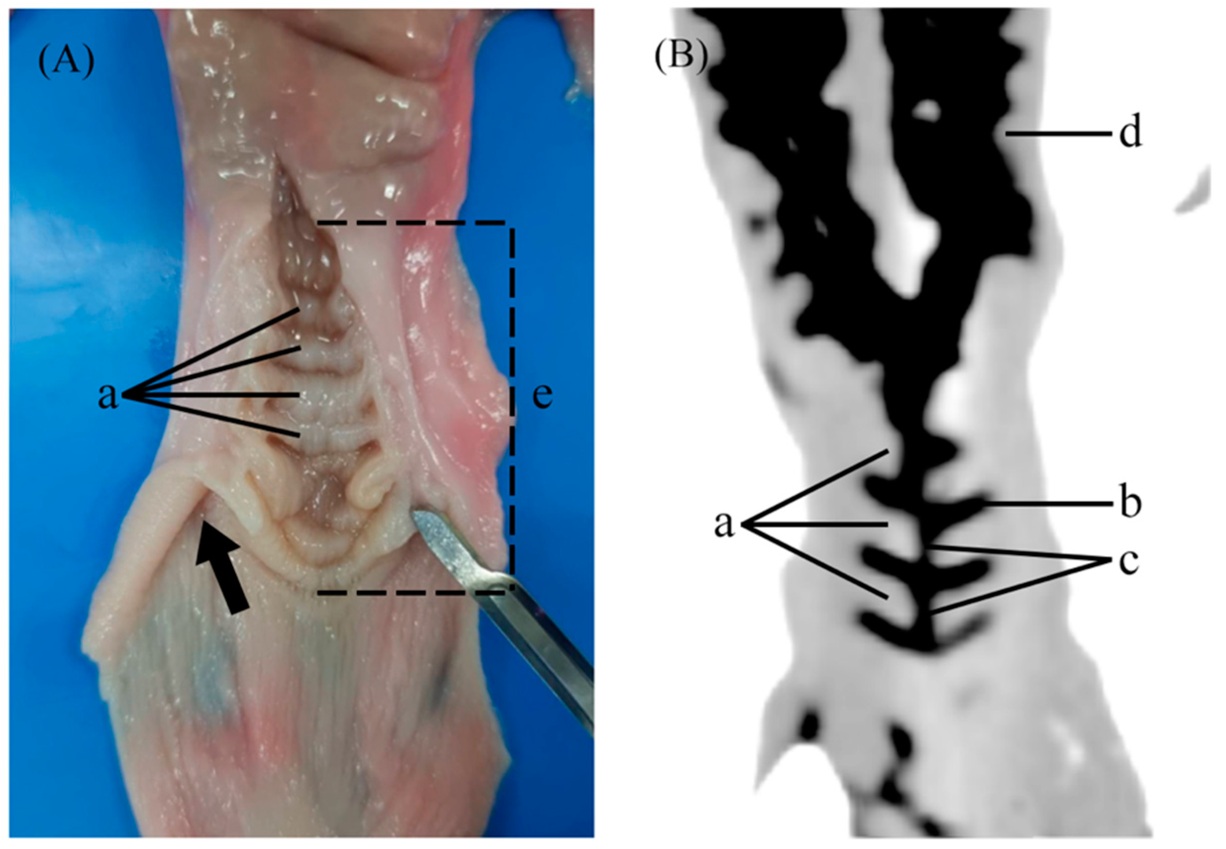 Animals 14 02793 g001