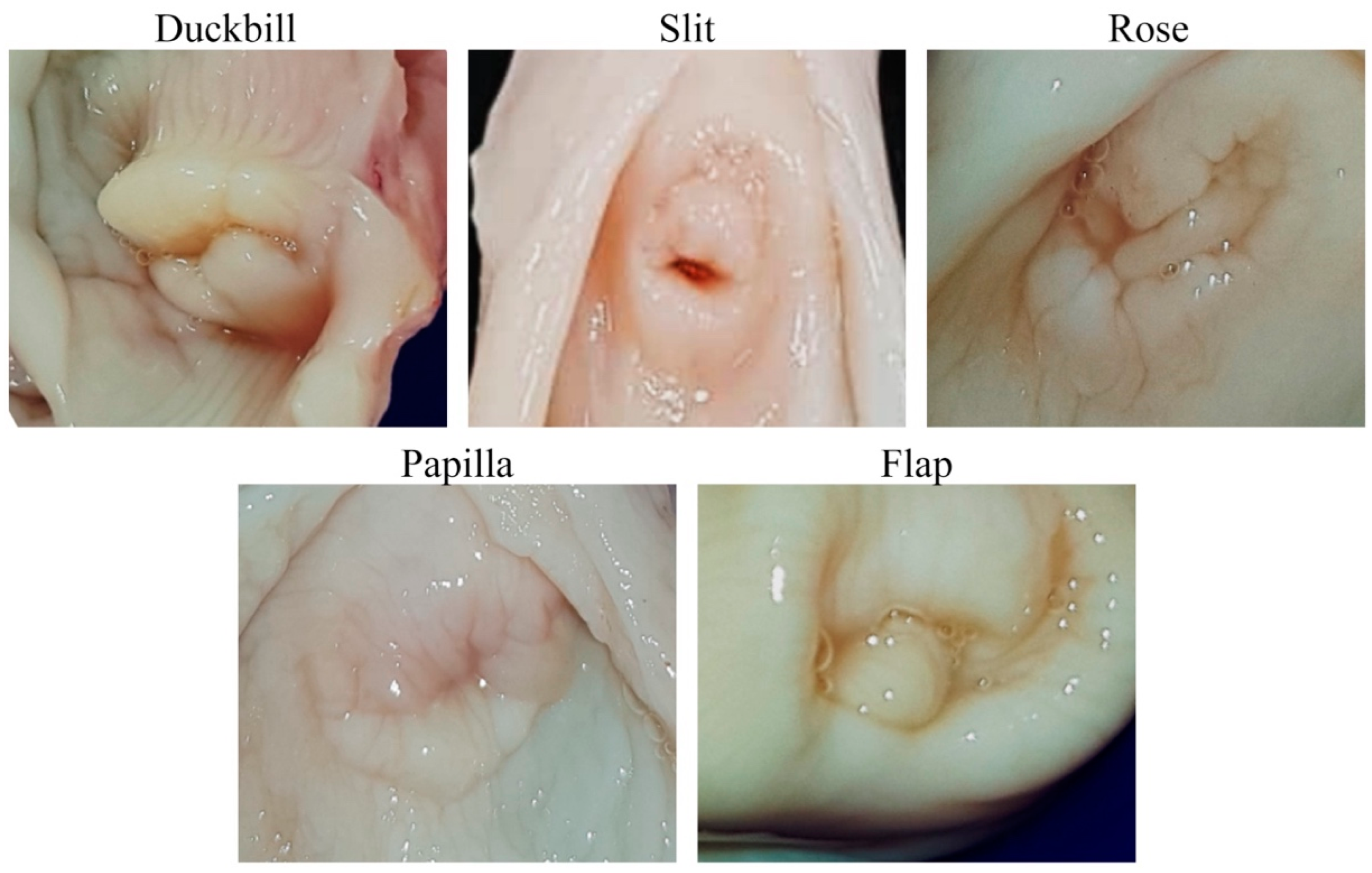 Animals 14 02793 g002