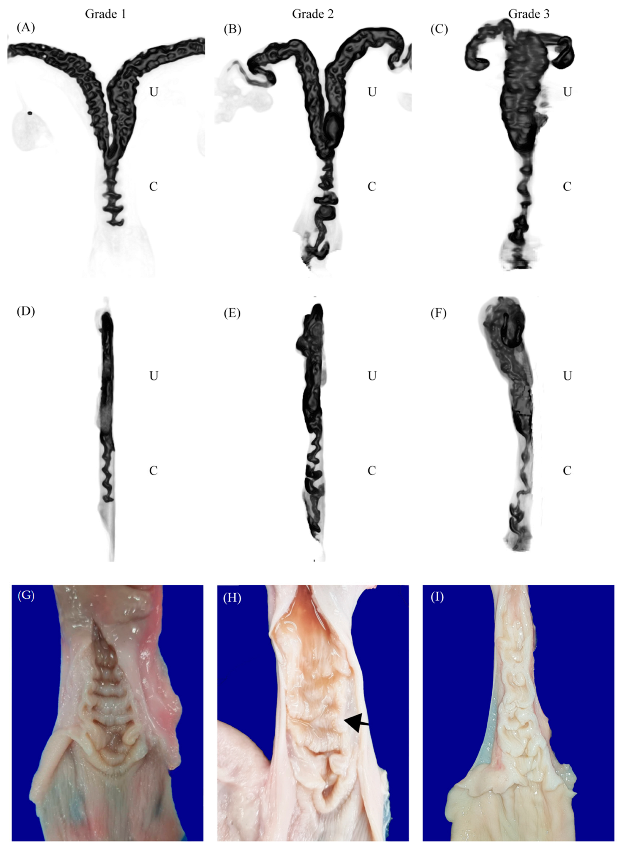 Animals 14 02793 g003