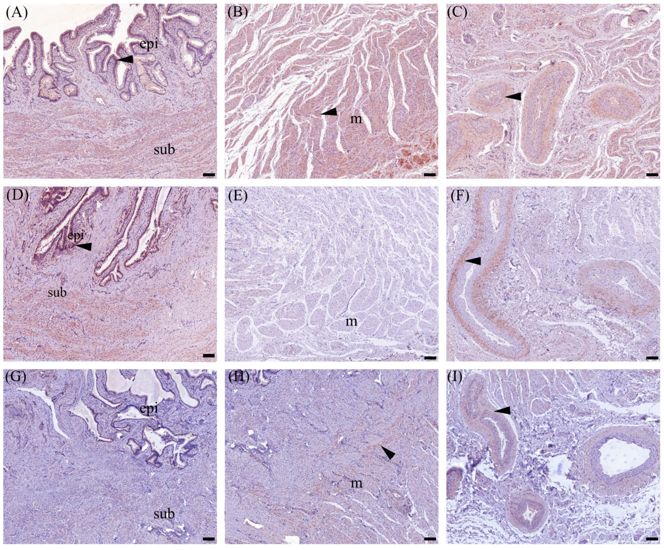 Animals 14 02793 g006