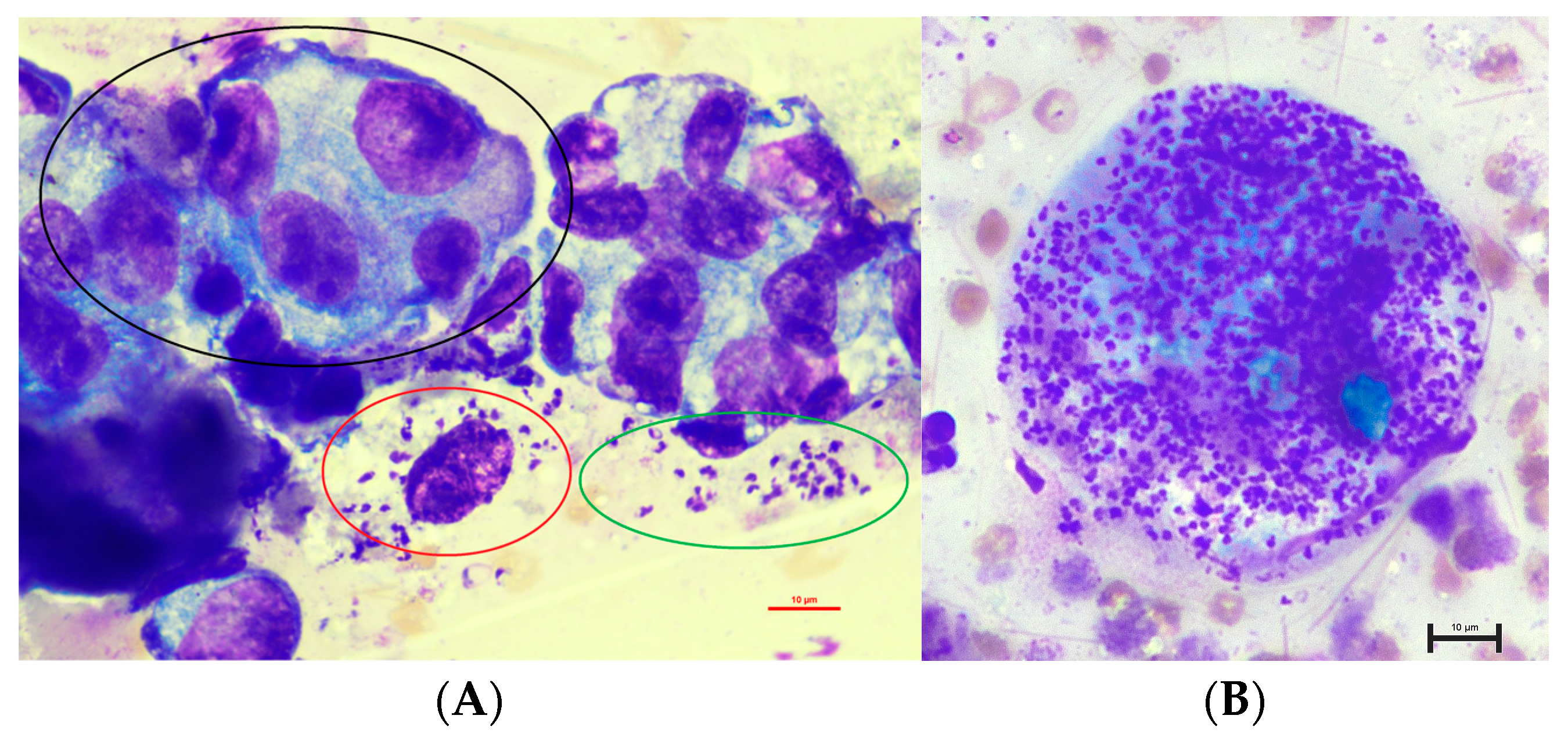 Animals 14 02794 g001