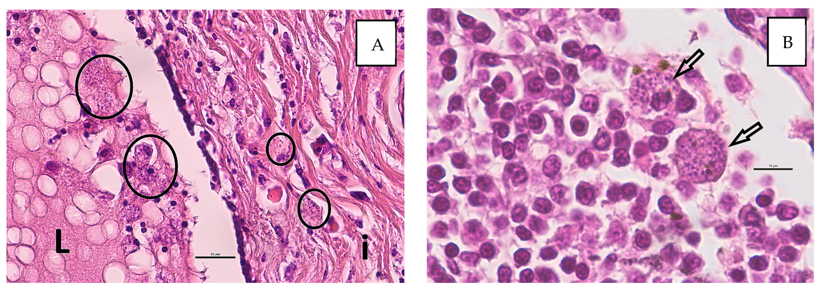 Animals 14 02794 g002