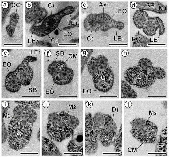 Animals 14 02813 g001