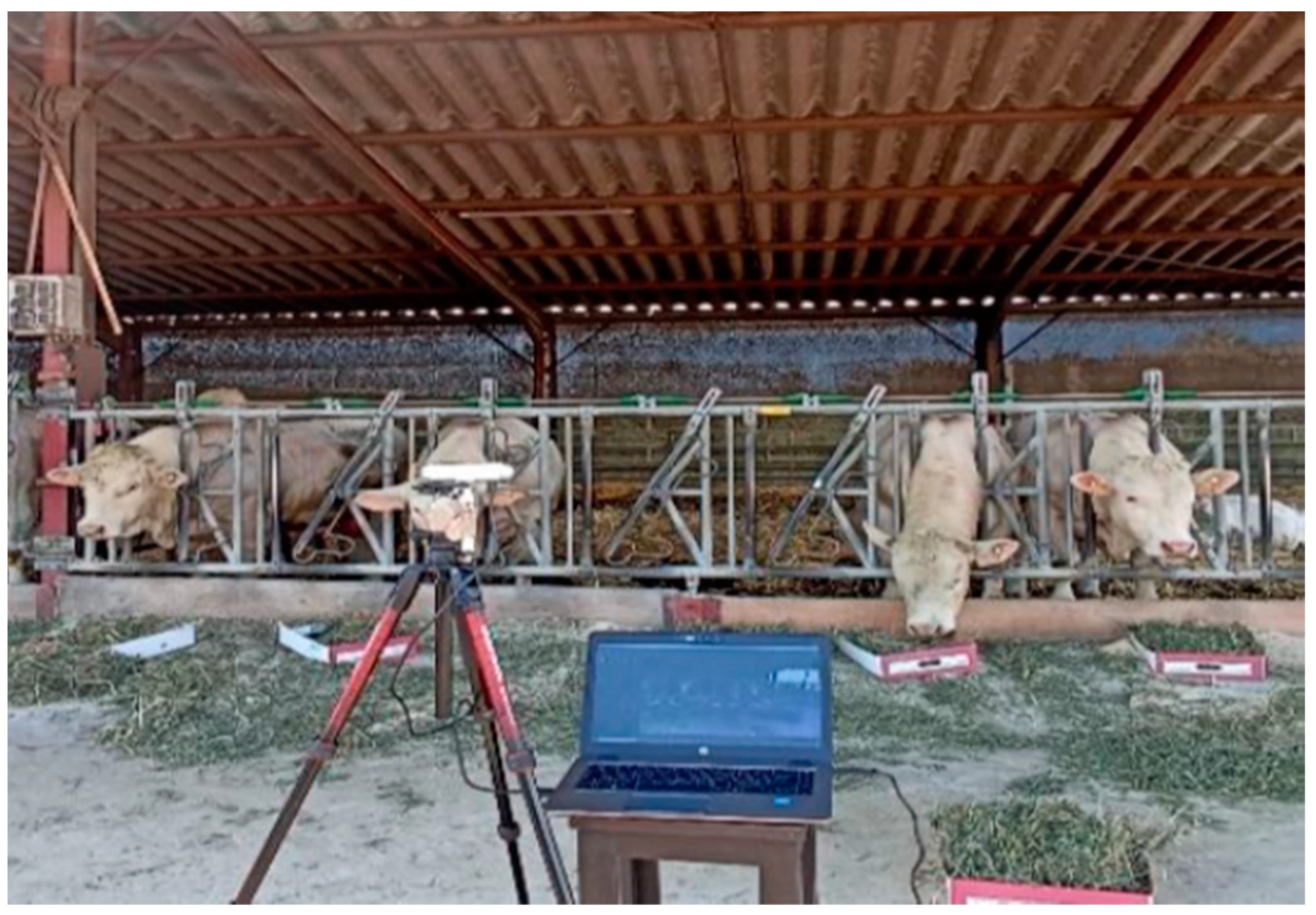 Animals 14 02821 g001