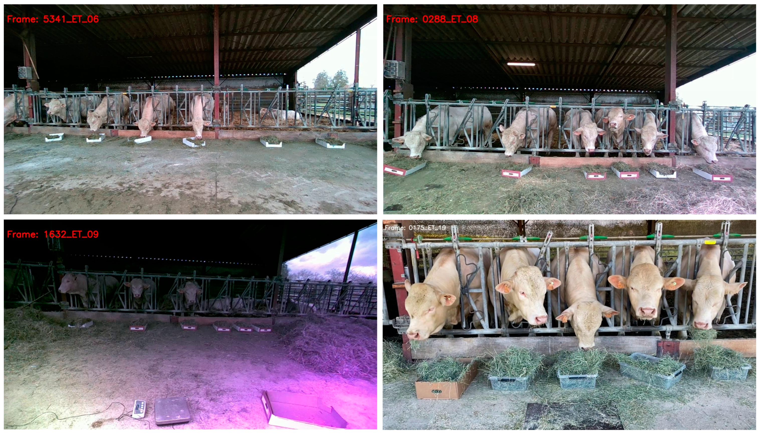 Animals 14 02821 g002