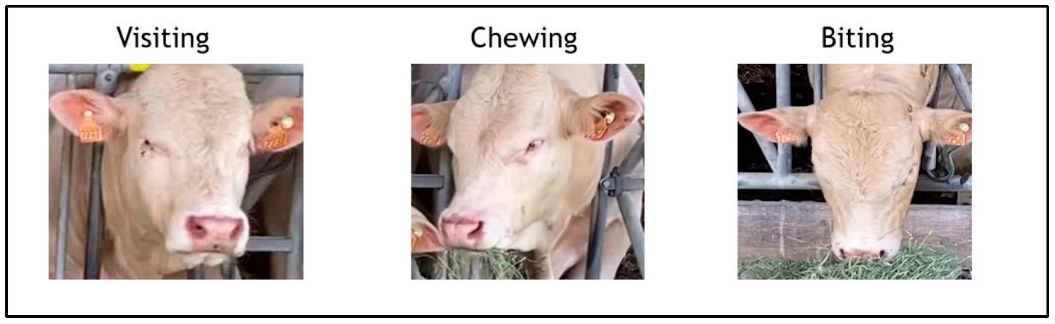 Animals 14 02821 g004