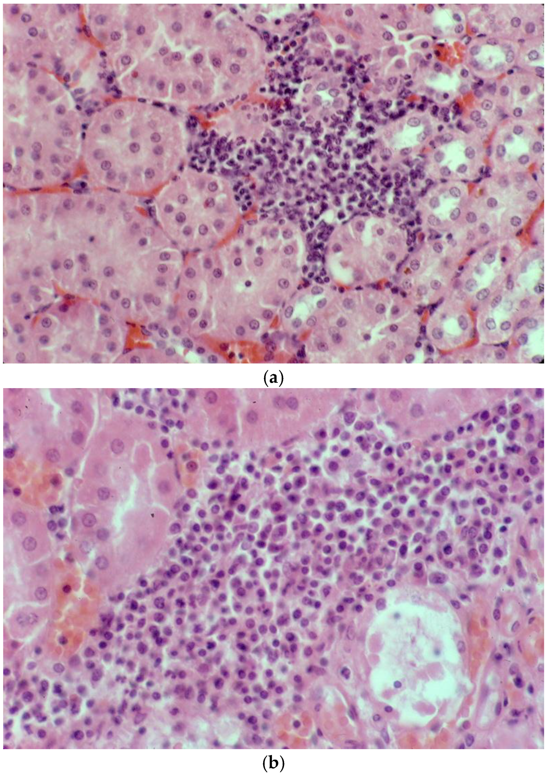 Animals 14 02834 g009a Animals 14 02834 g009a