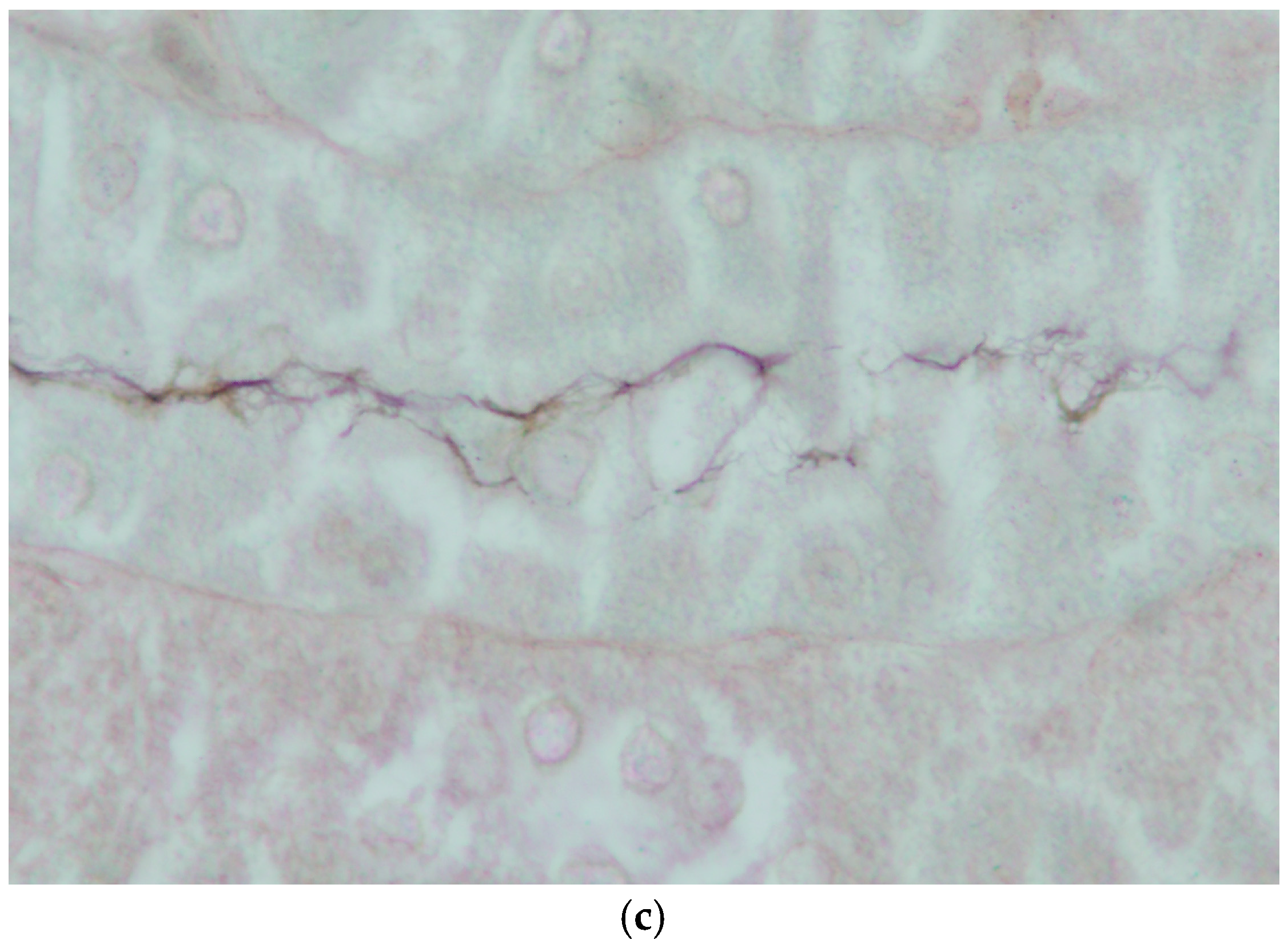 Animals 14 02834 g009b Animals 14 02834 g009b