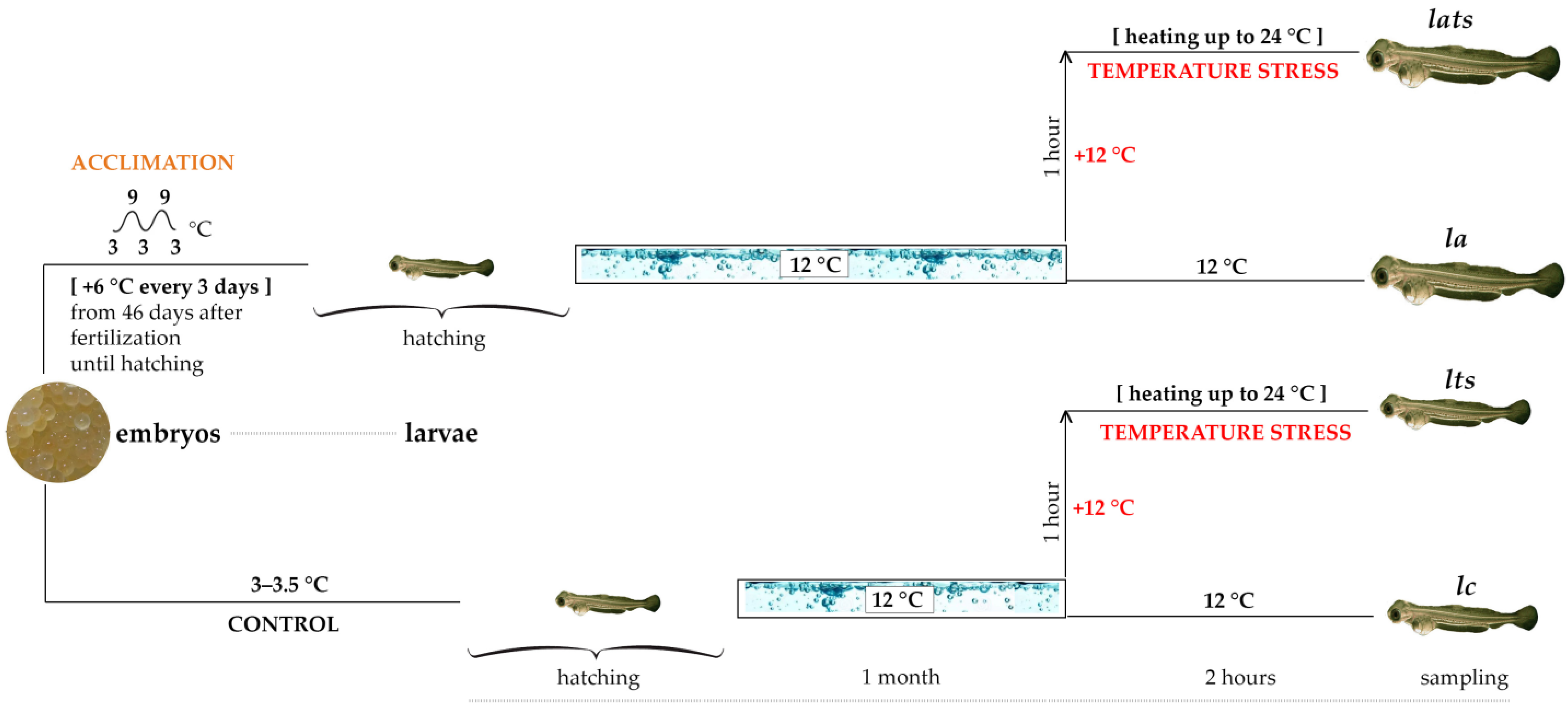 Animals 14 02839 g001