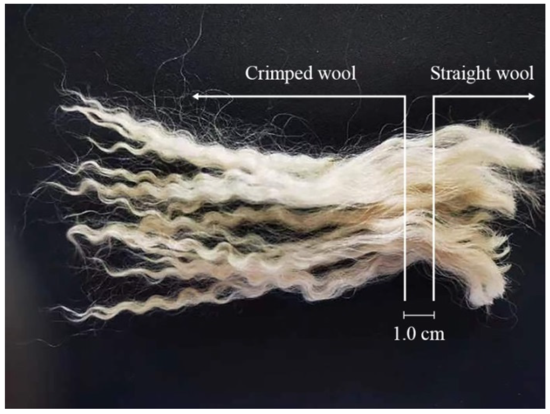 Animals 14 02858 g001