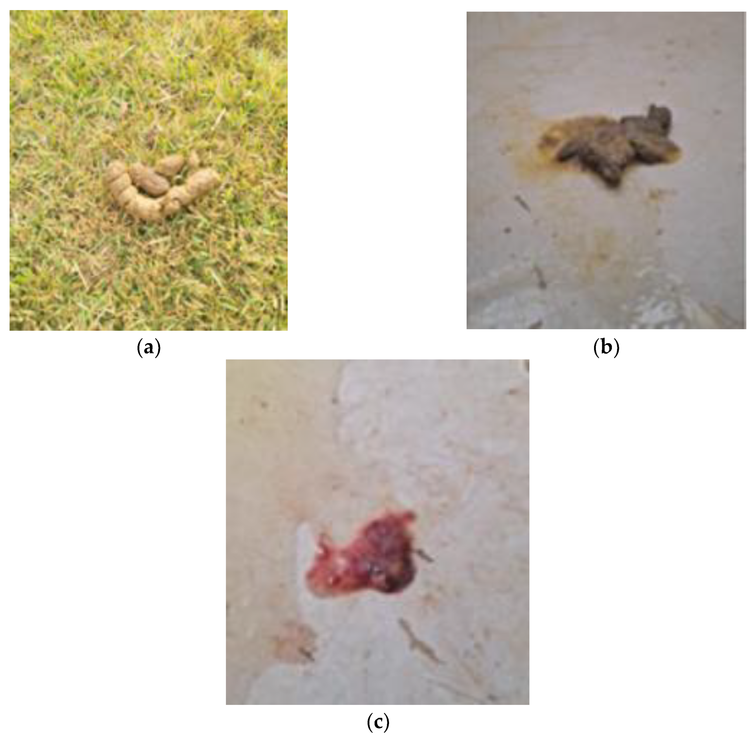 Animals 14 02859 g003 Animals 14 02859 g003