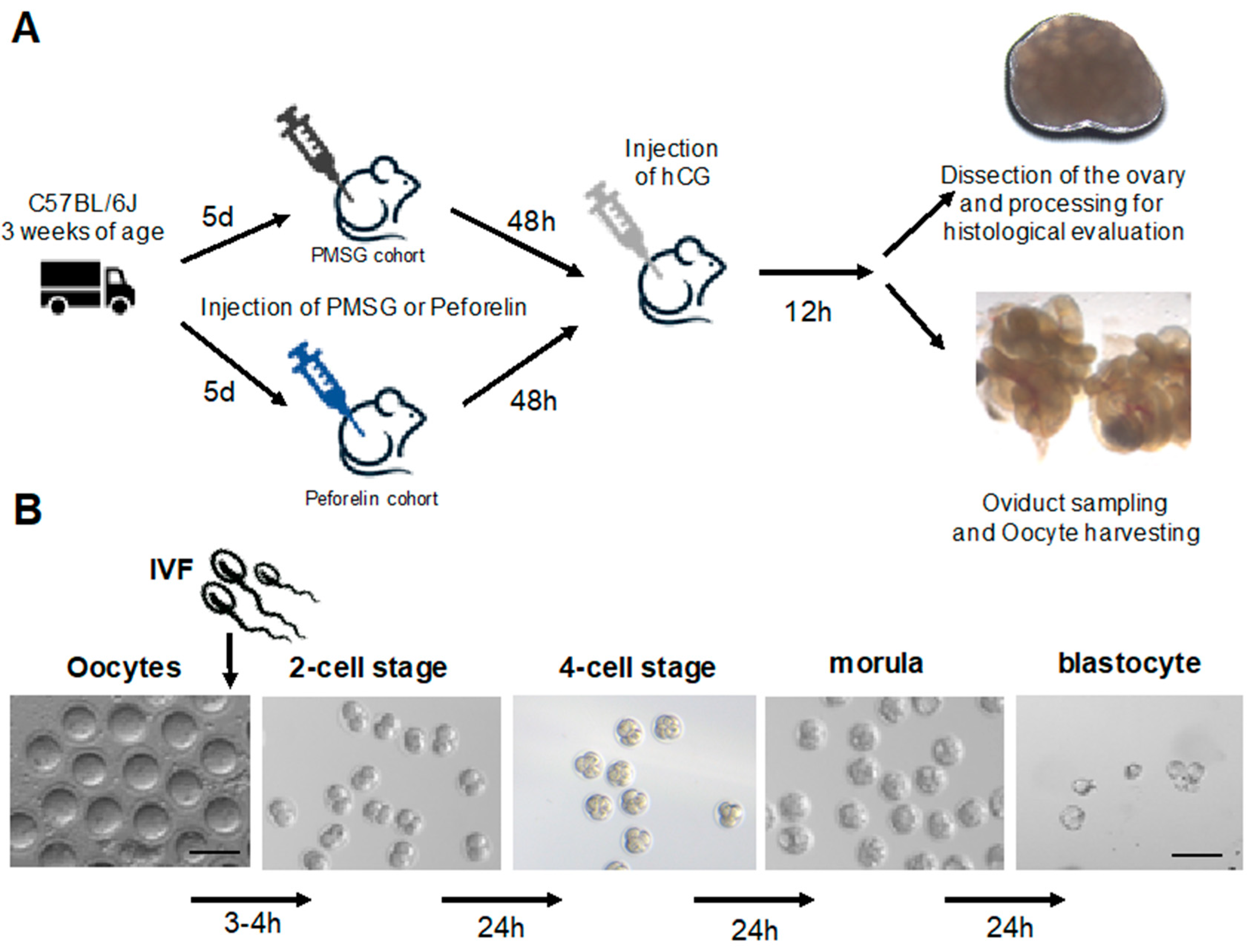 Animals 14 02866 g001