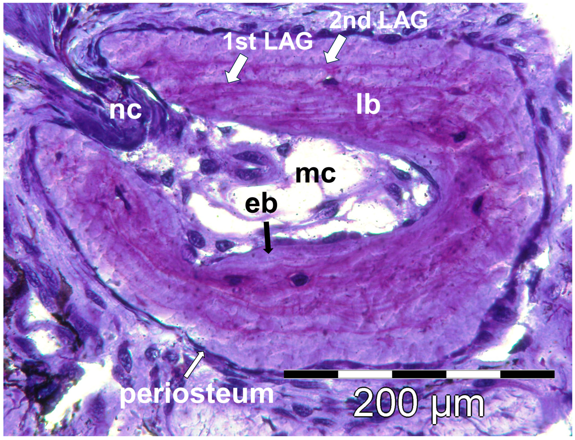 Animals 14 02869 g002