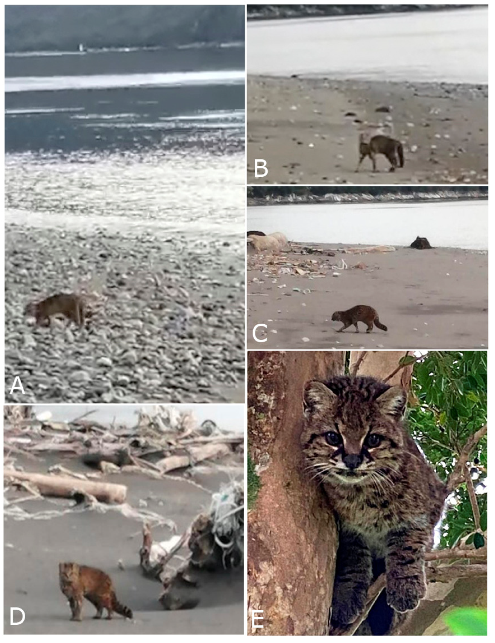 Animals 14 02879 g003