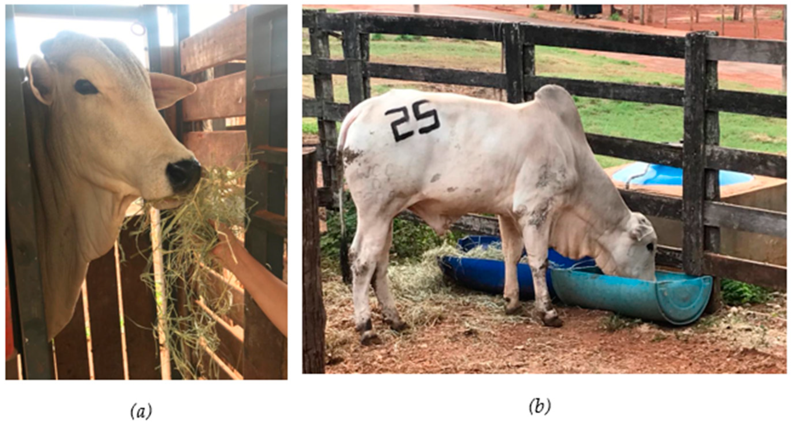 Animals 14 02888 g001