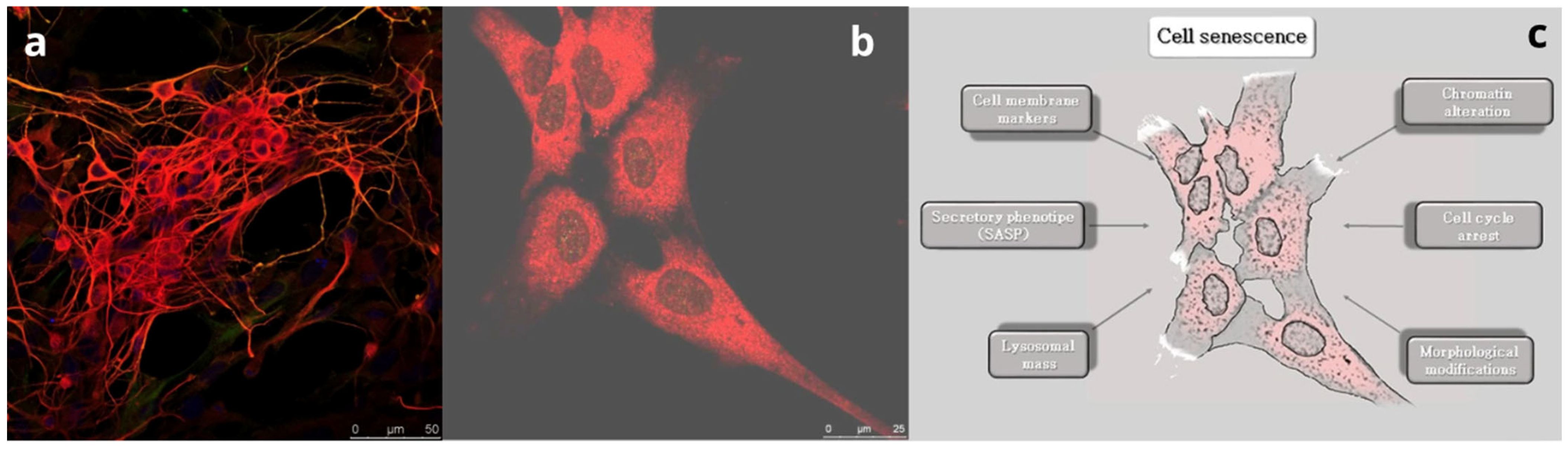 Animals 14 02900 g001