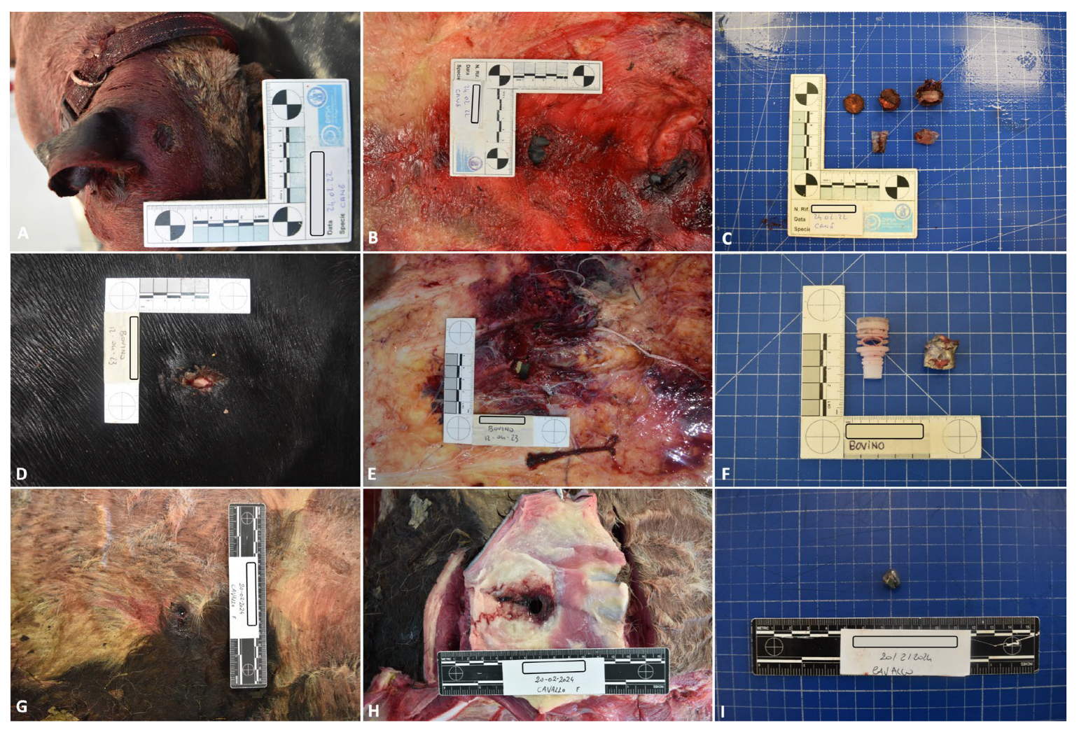 Animals 14 02913 g001