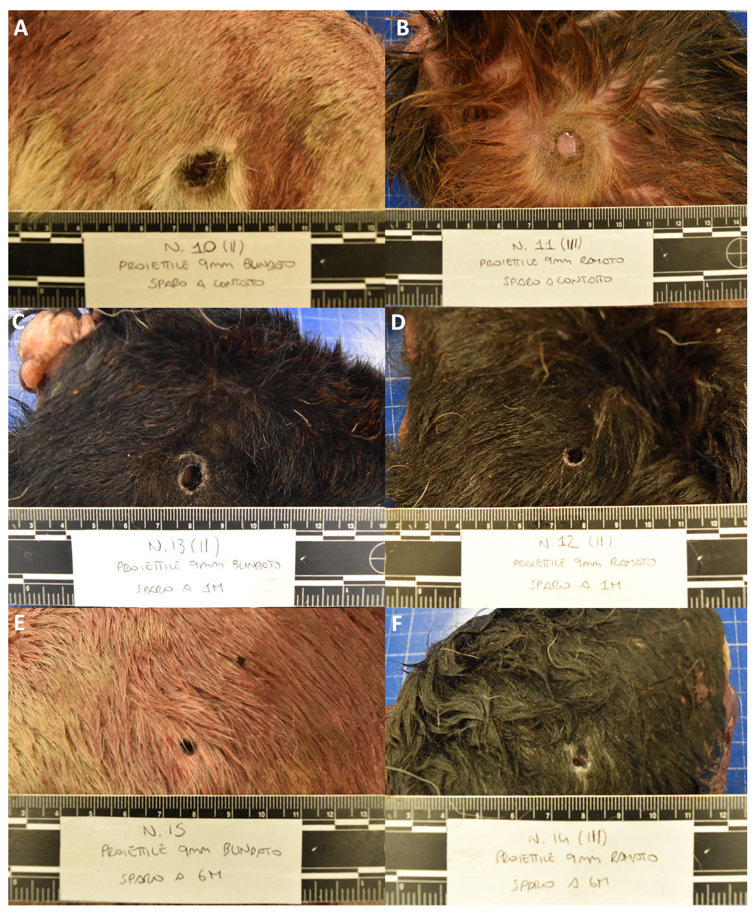 Animals 14 02913 g002