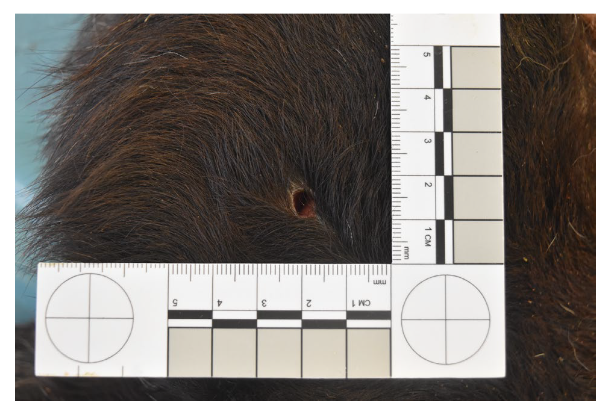 Animals 14 02913 g005