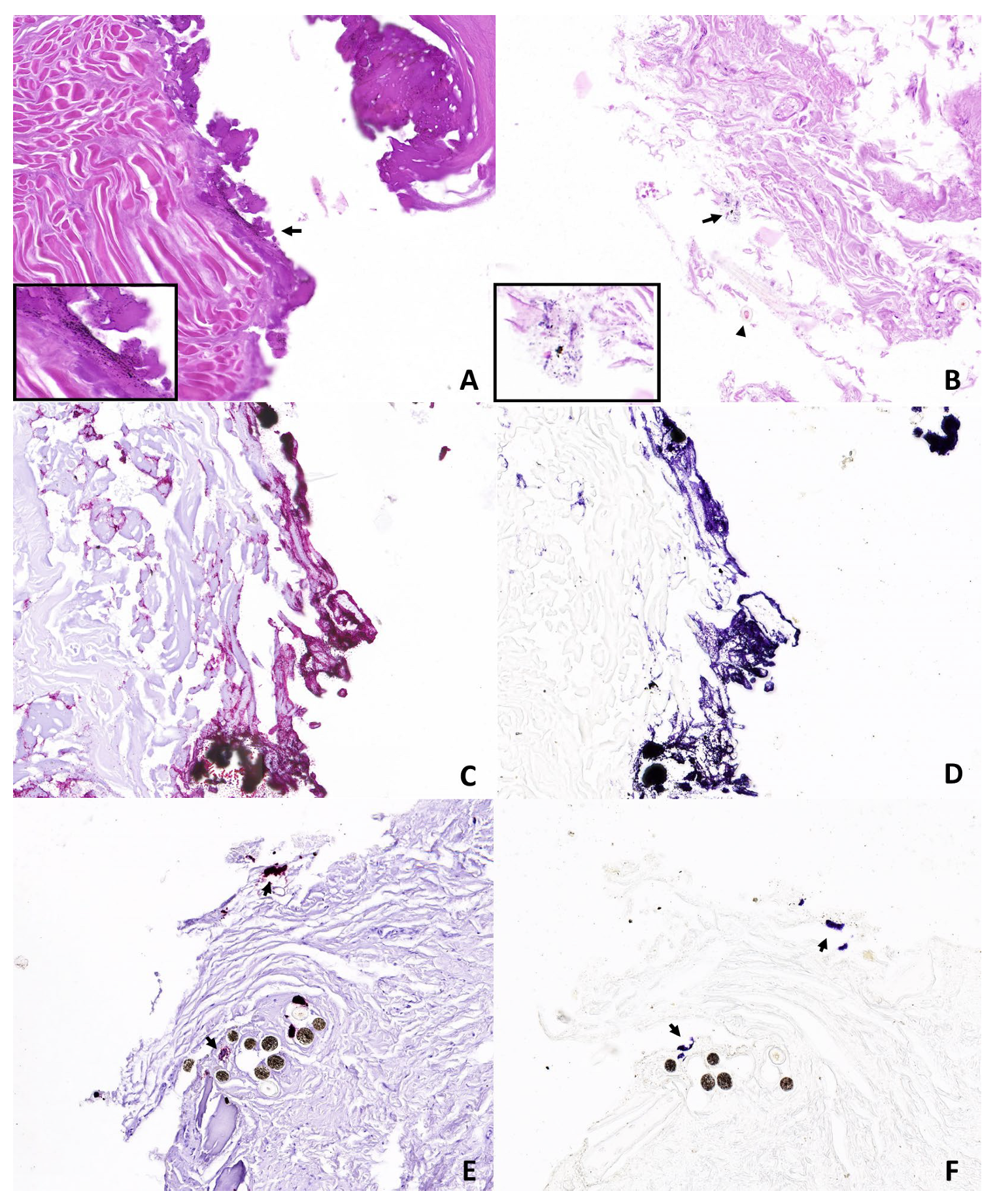 Animals 14 02913 g008