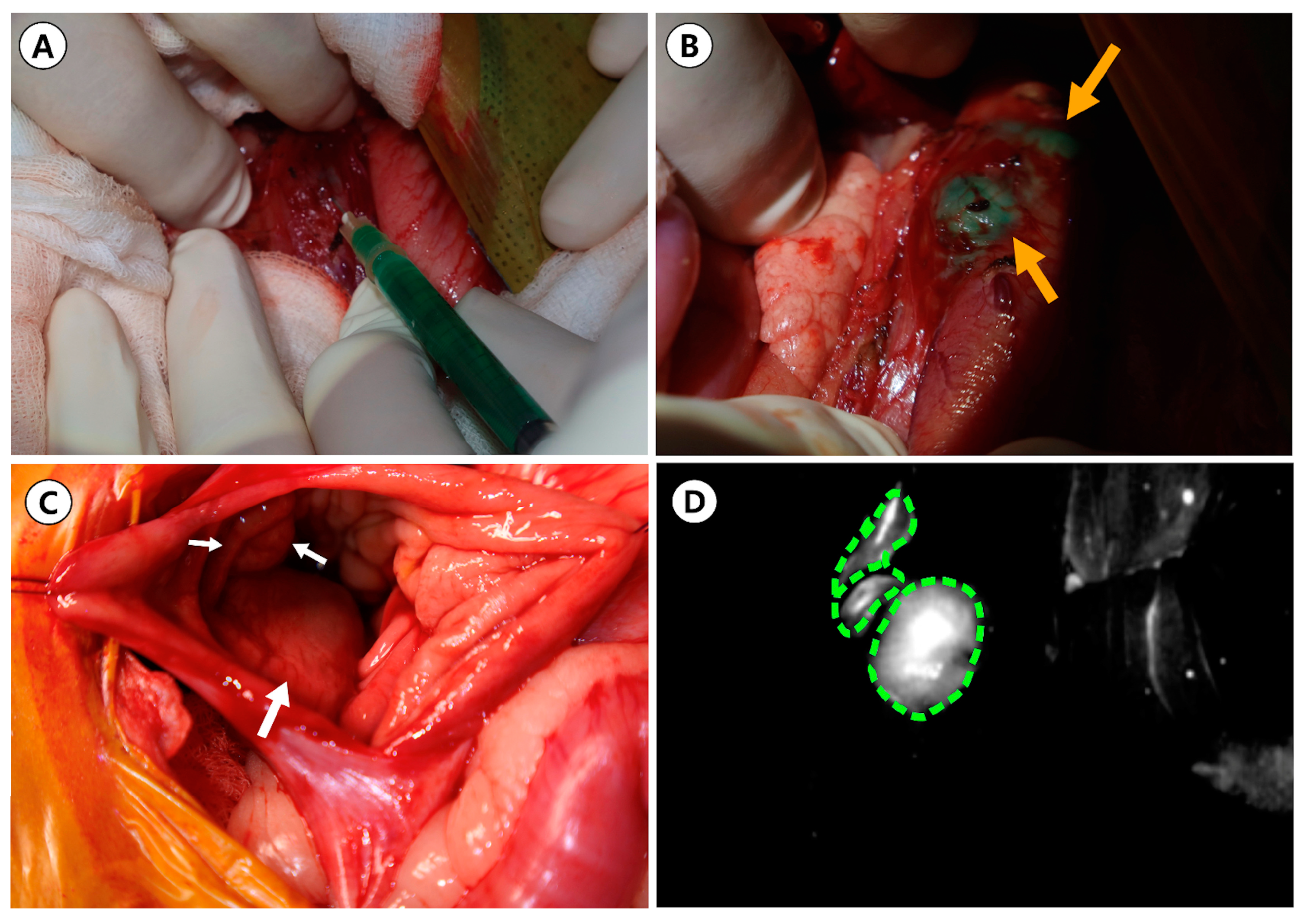 Animals 14 02917 g004