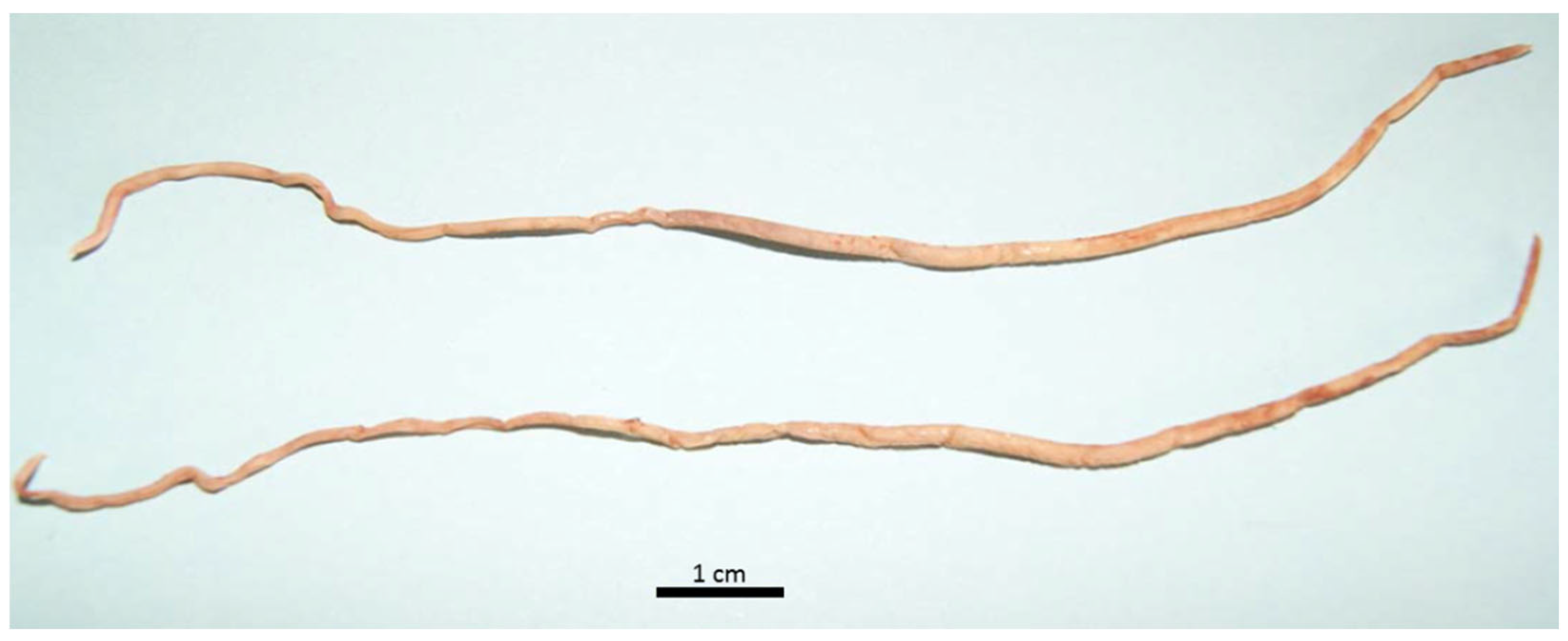 Animals 14 02920 g006