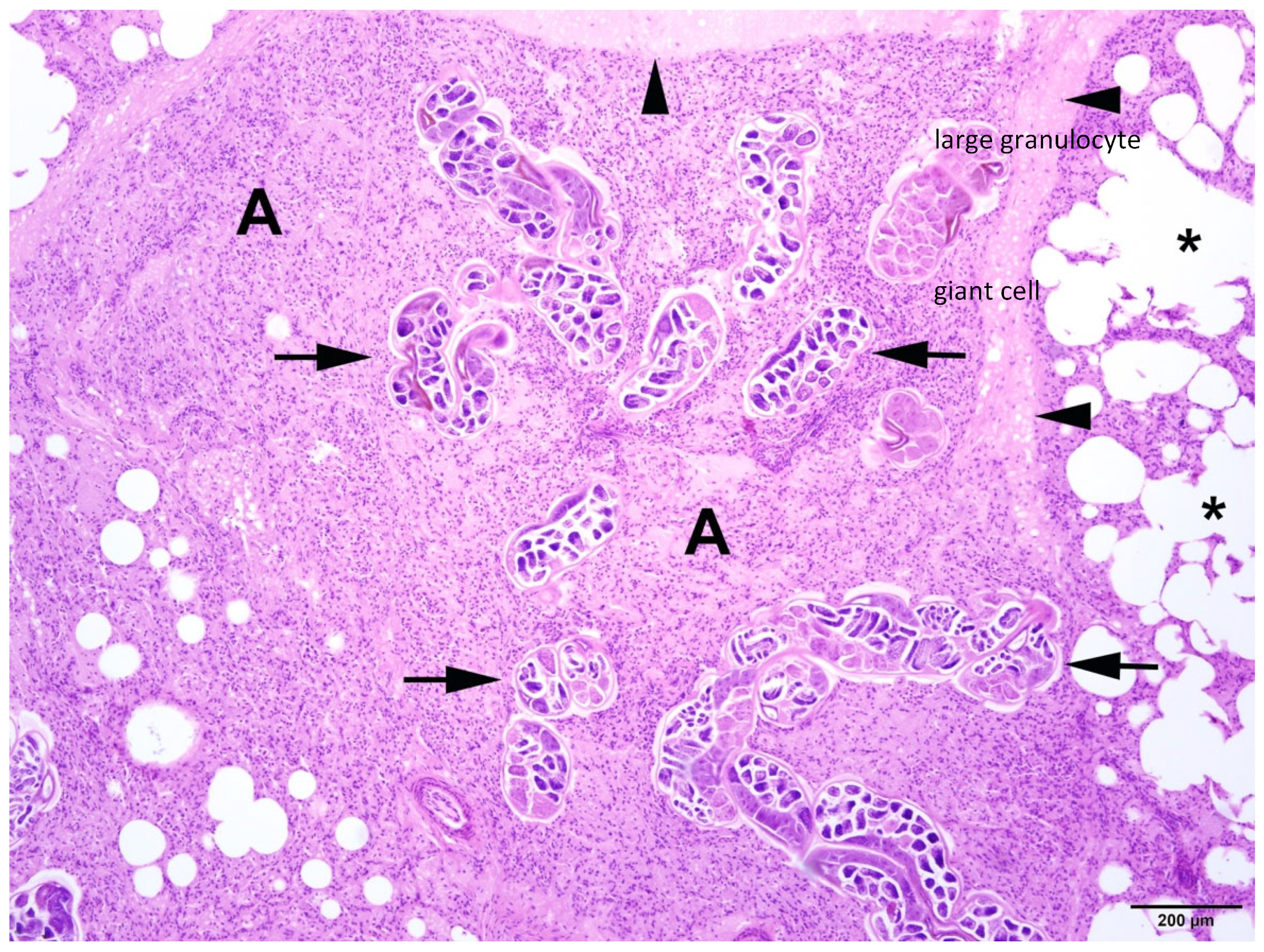 Animals 14 02920 g007