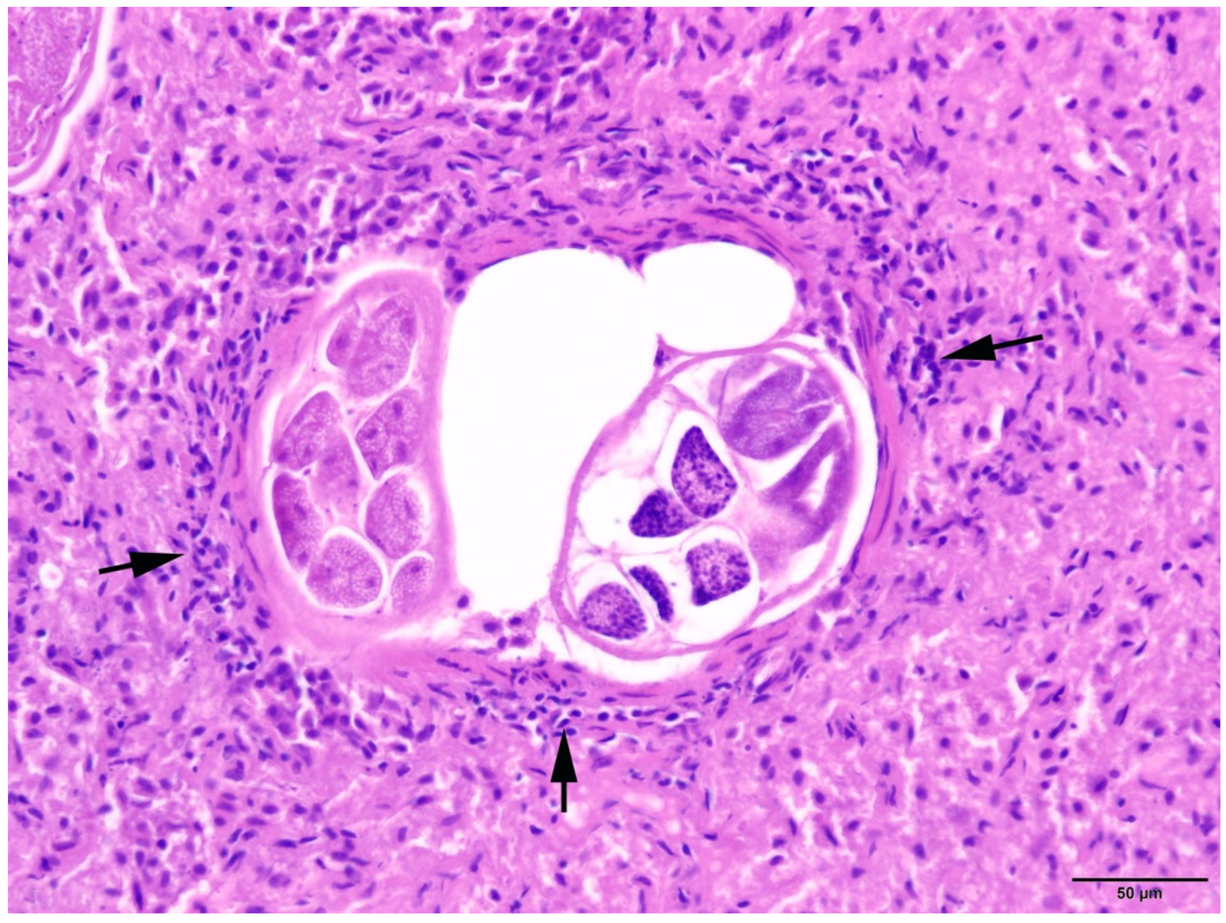 Animals 14 02920 g008