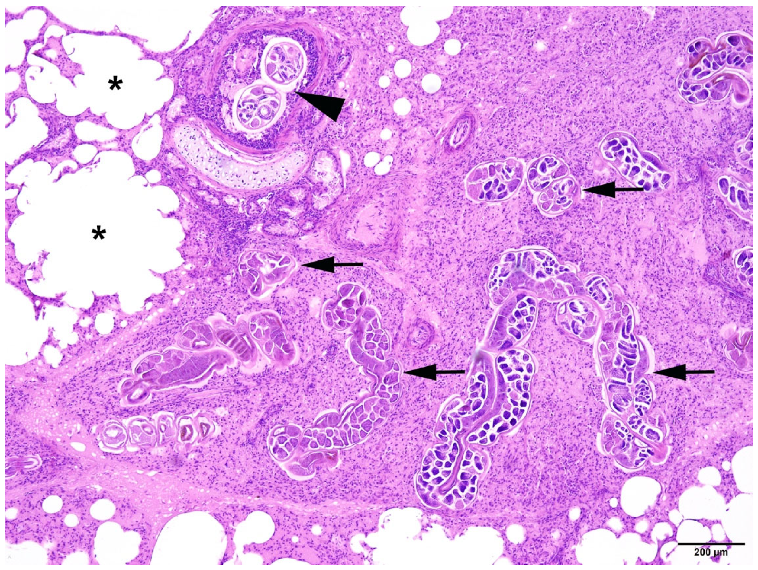 Animals 14 02920 g009