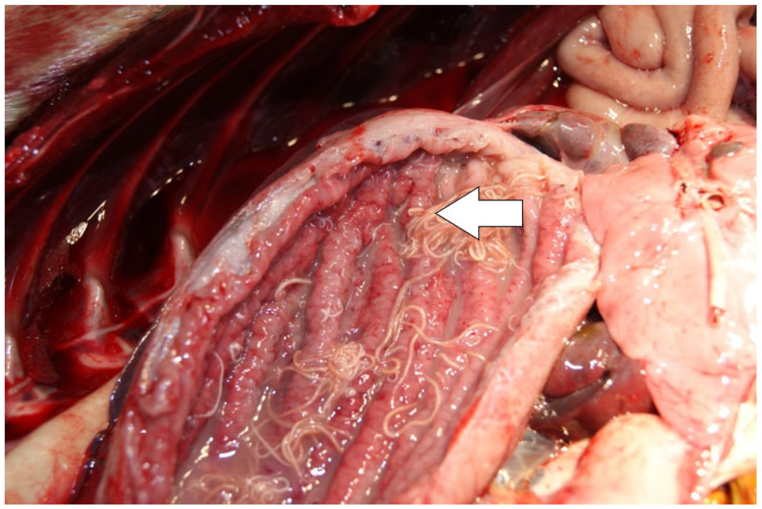 Animals 14 02920 g010