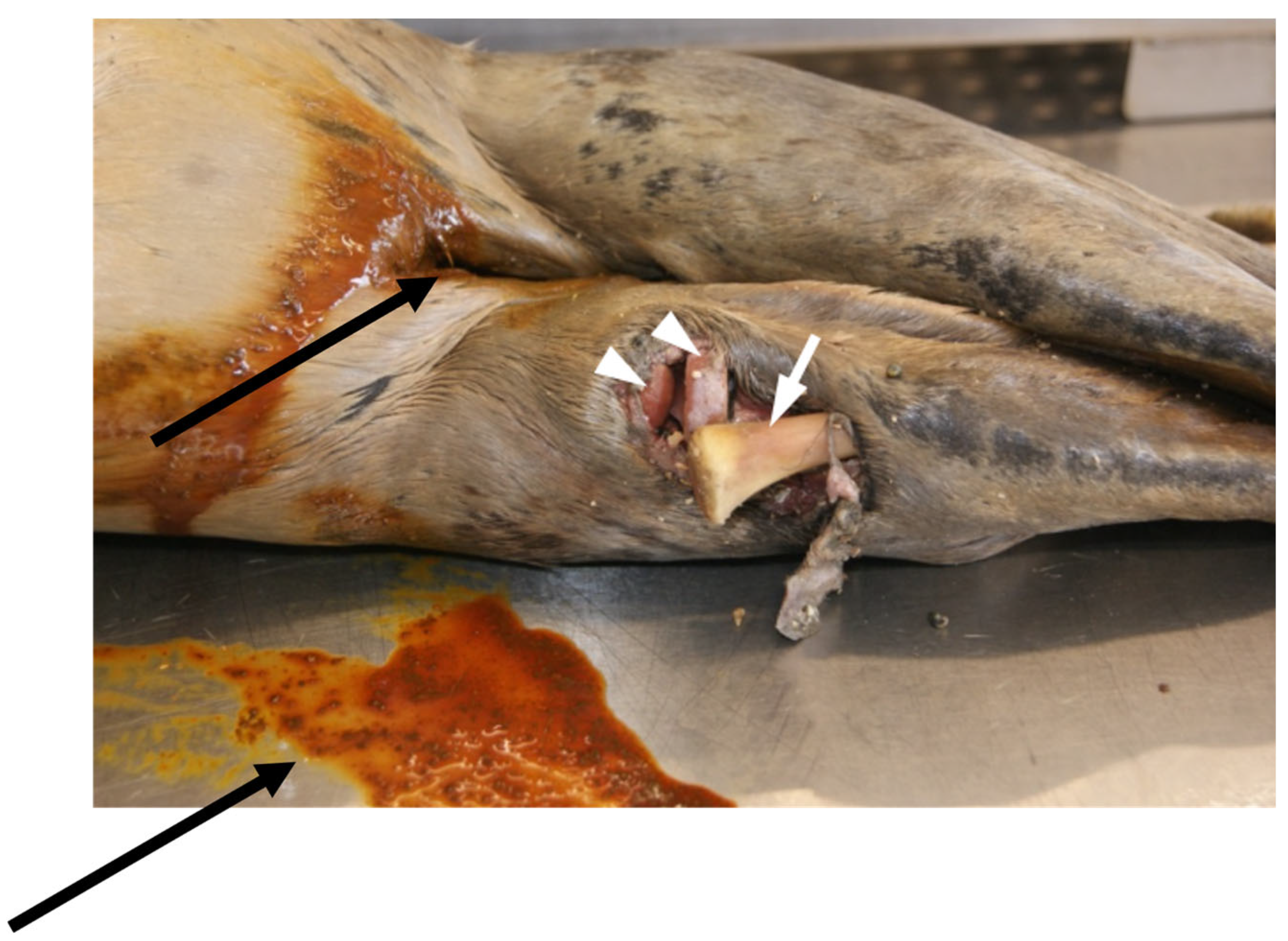 Animals 14 02920 g011