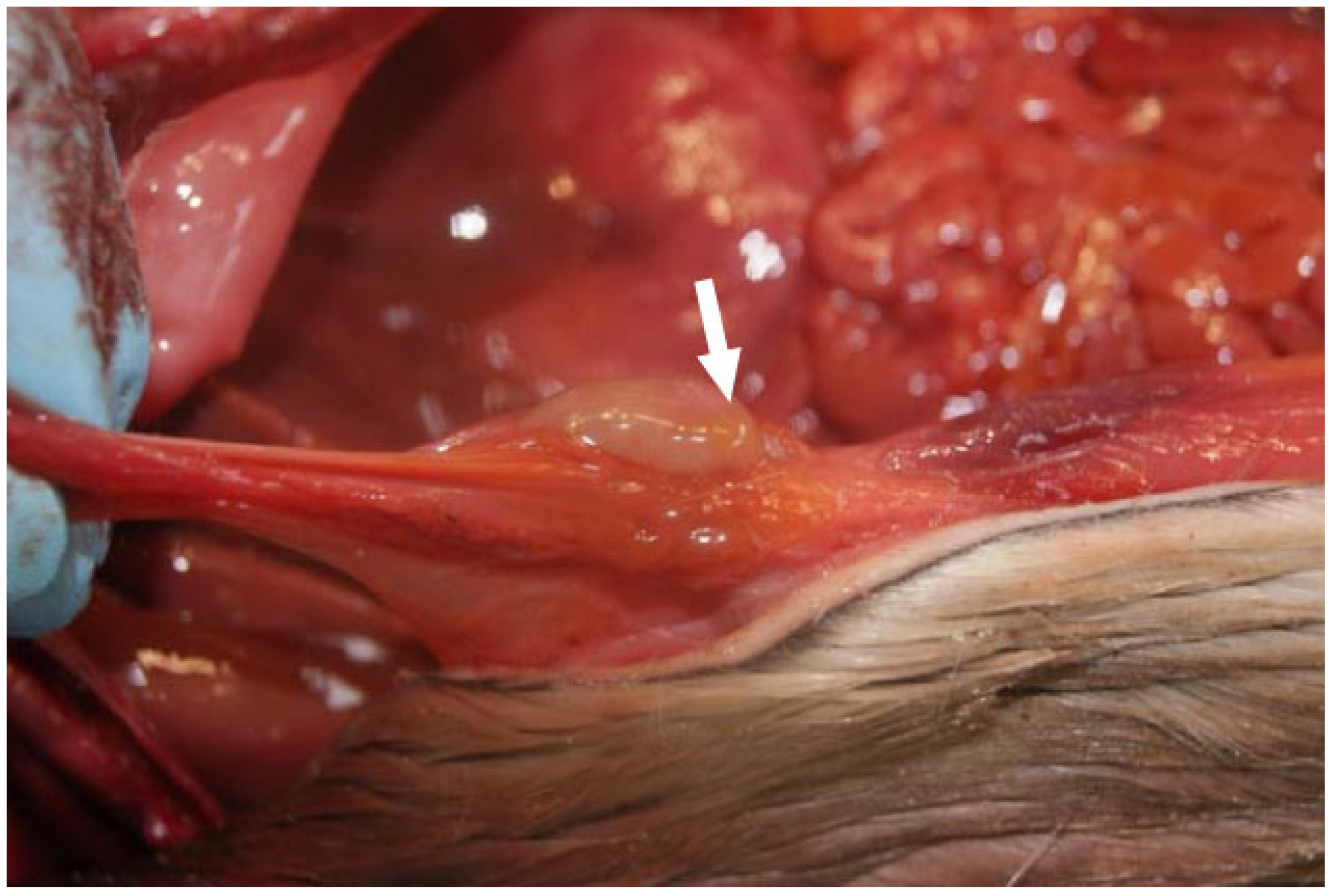 Animals 14 02920 g012