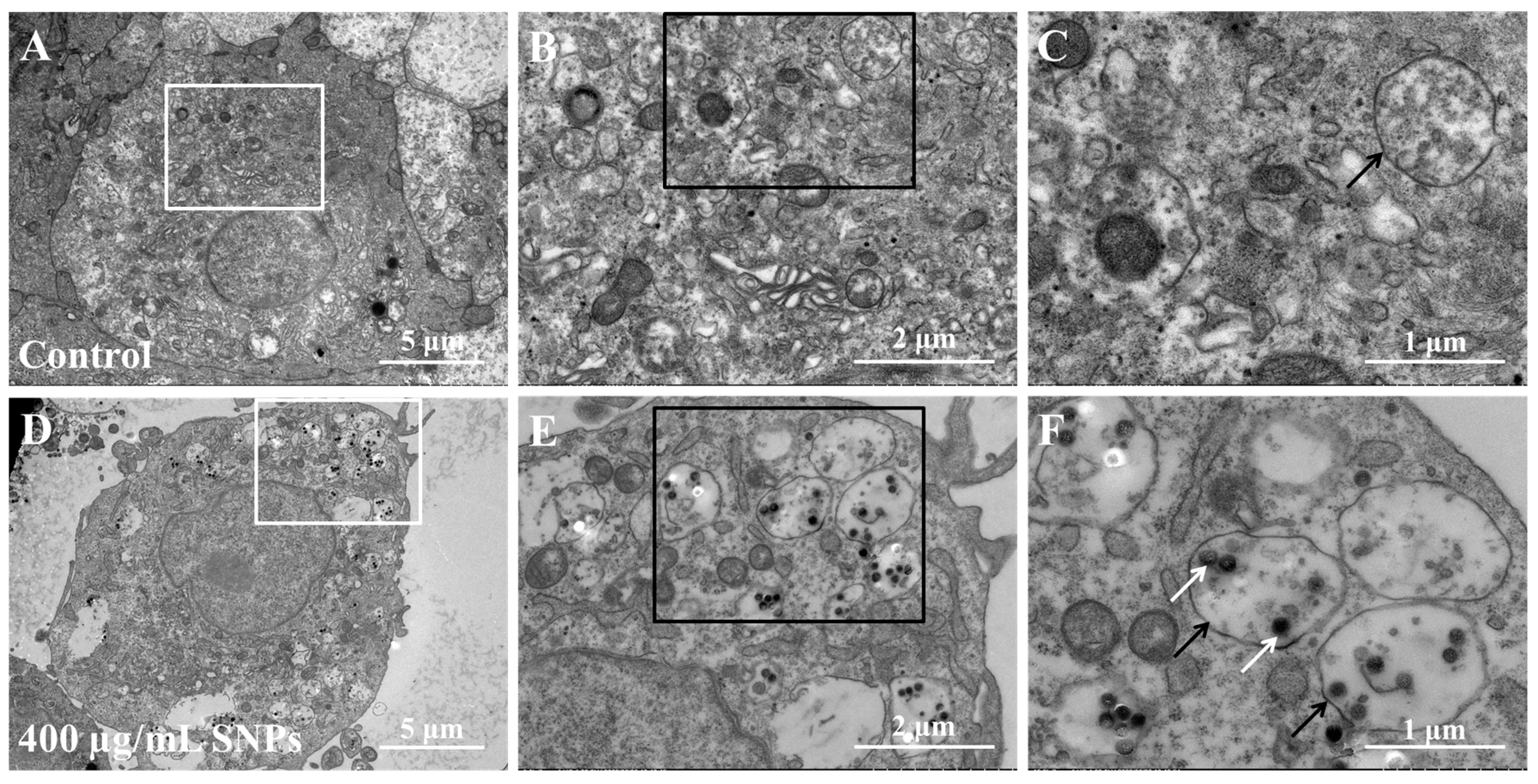 Animals 14 02959 g002