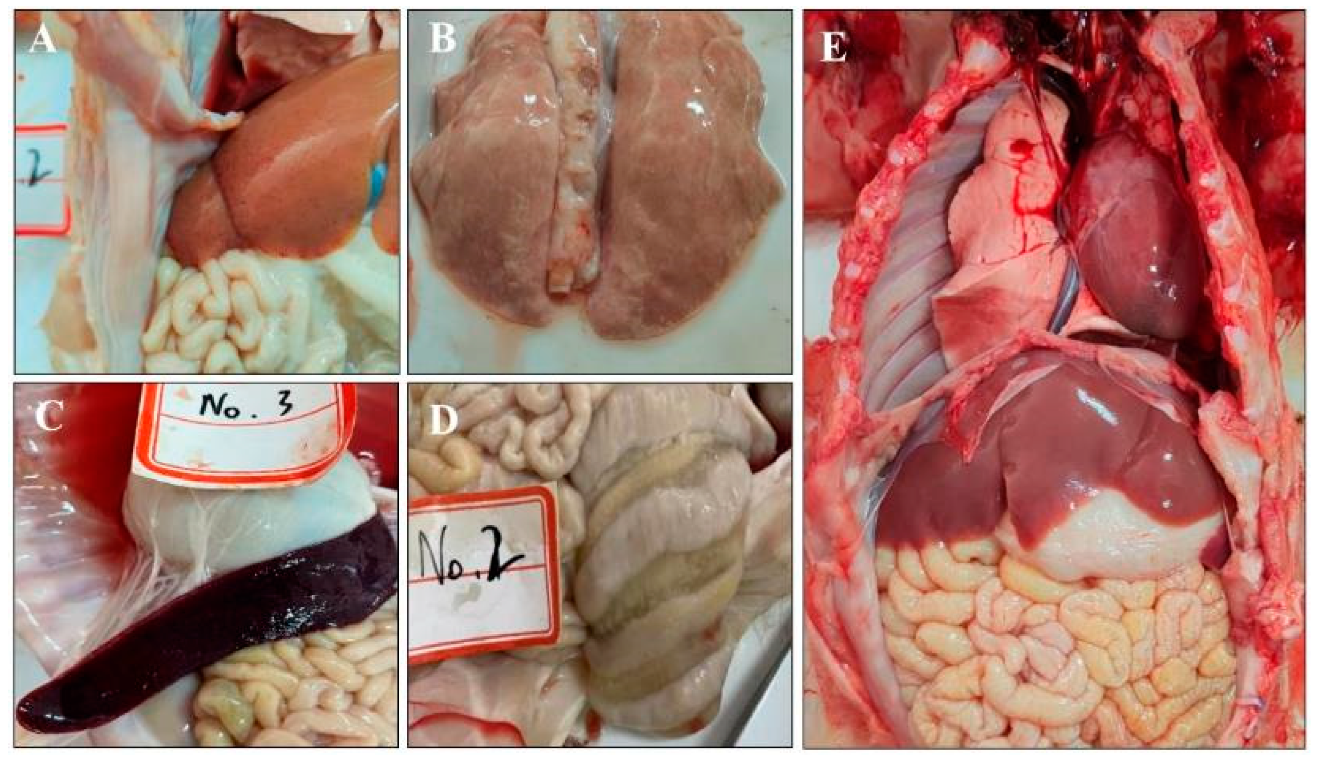 Animals 14 02980 g004