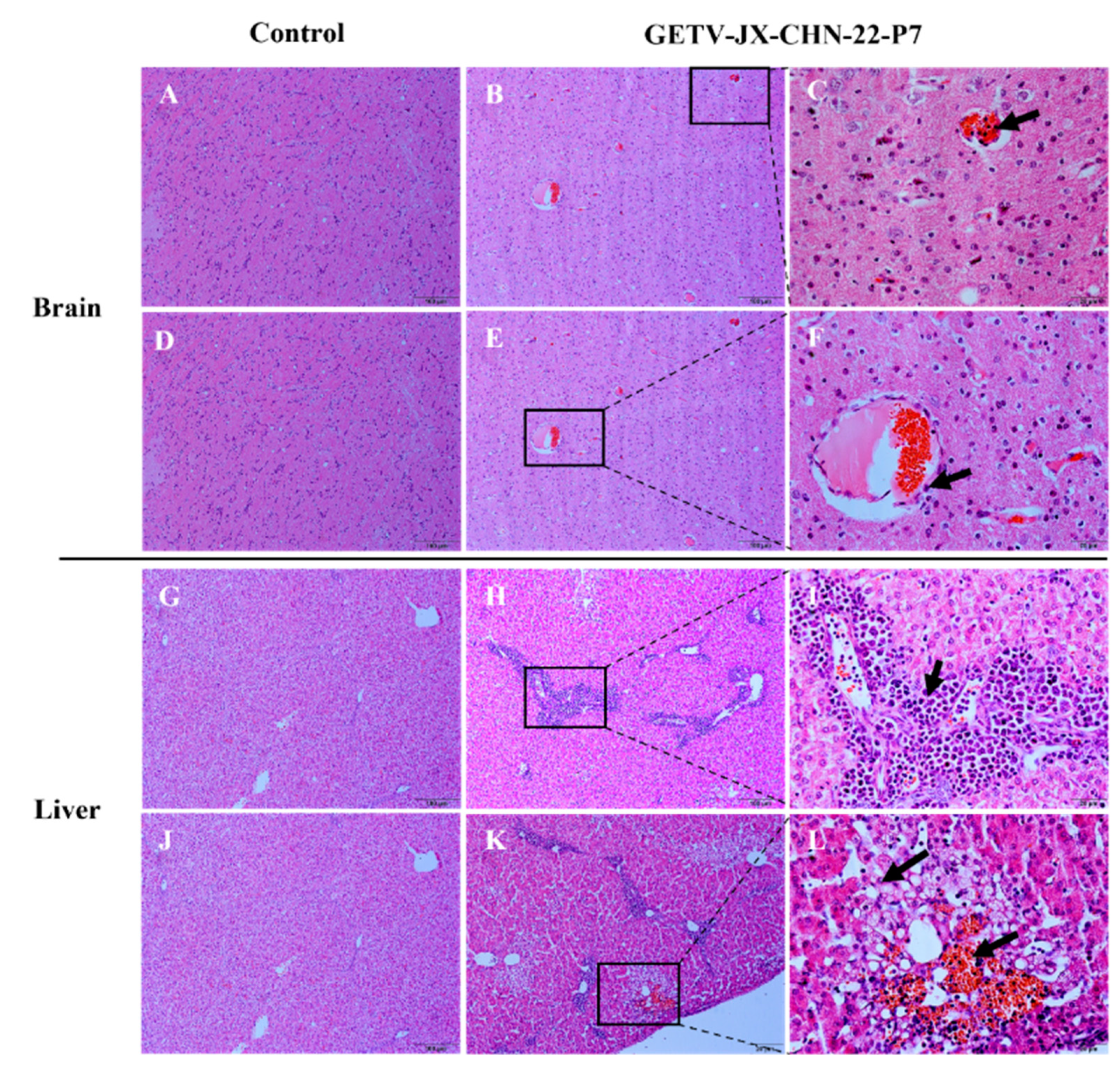 Animals 14 02980 g006