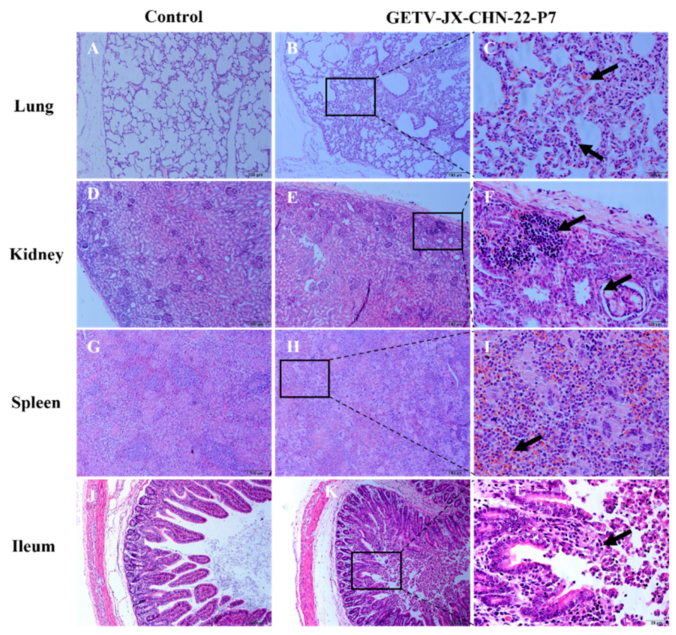 Animals 14 02980 g007