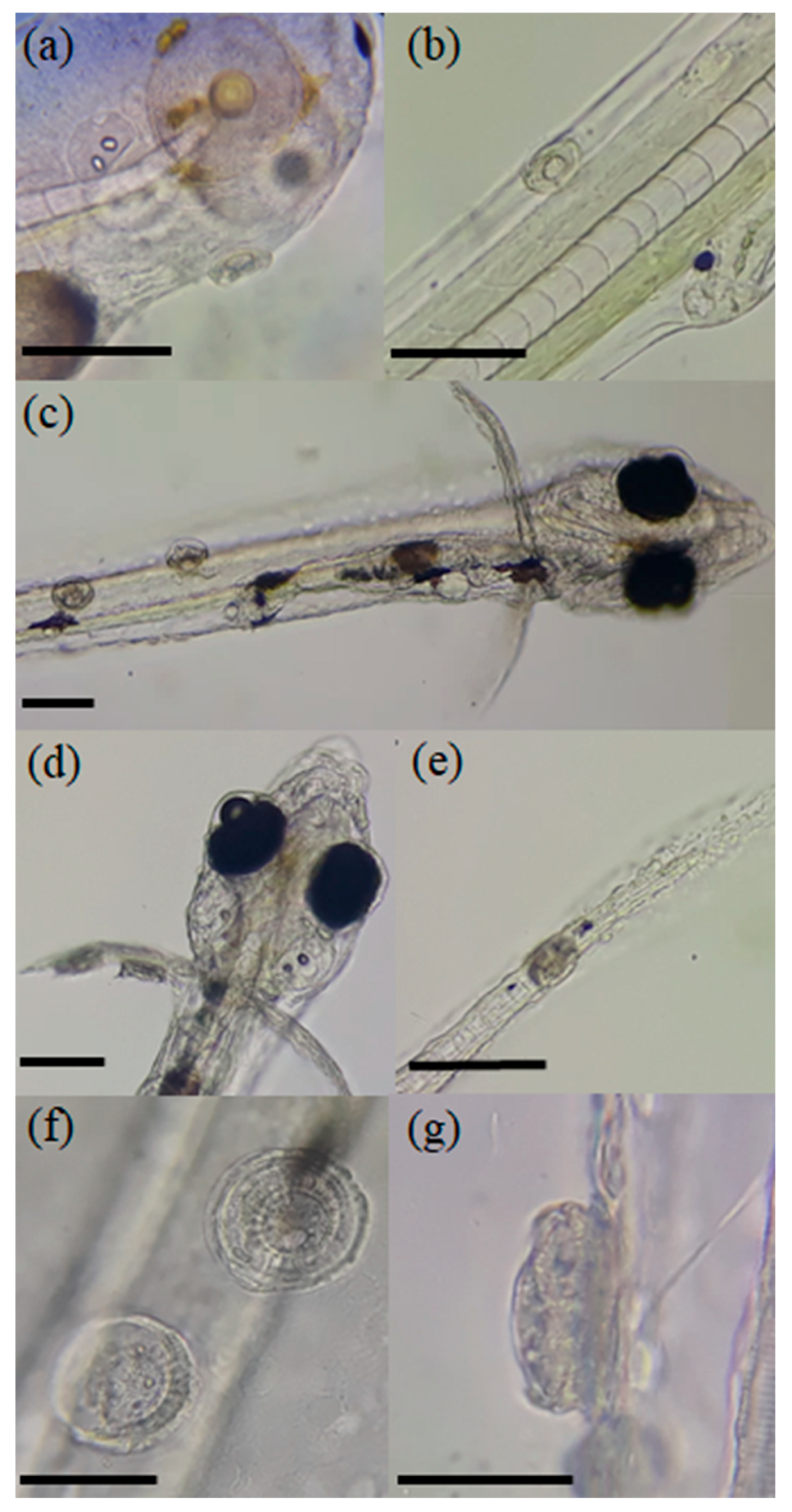 Animals 14 03037 g001 Animals 14 03037 g001