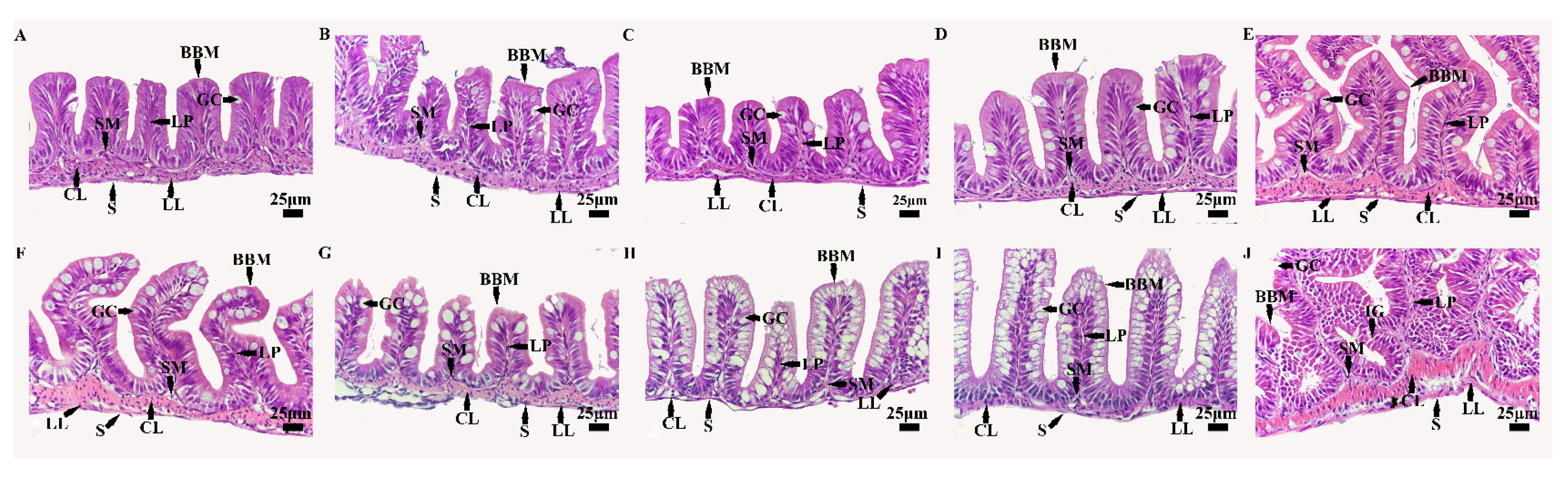 Animals 14 03042 g001