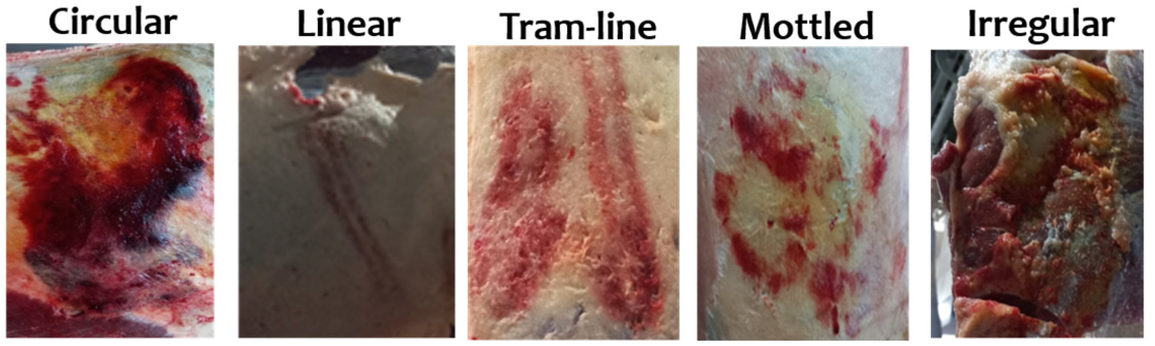 Animals 14 03069 g002