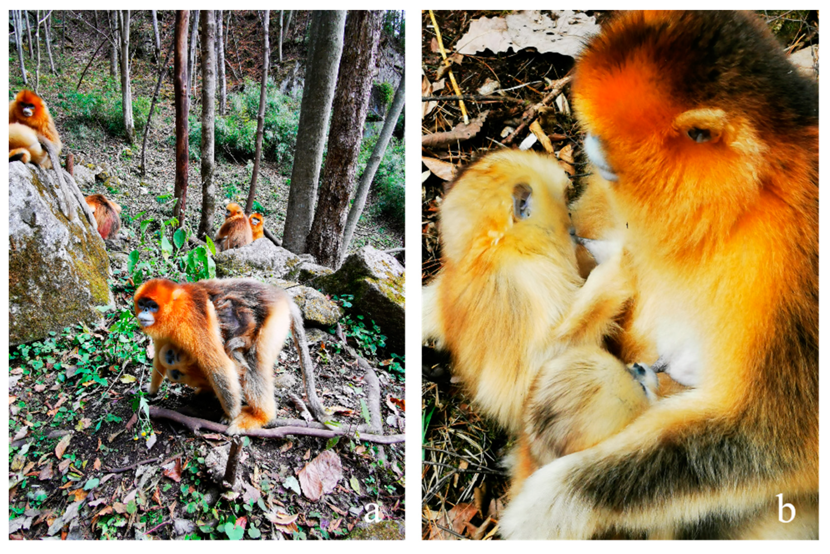 Animals 14 03075 g002