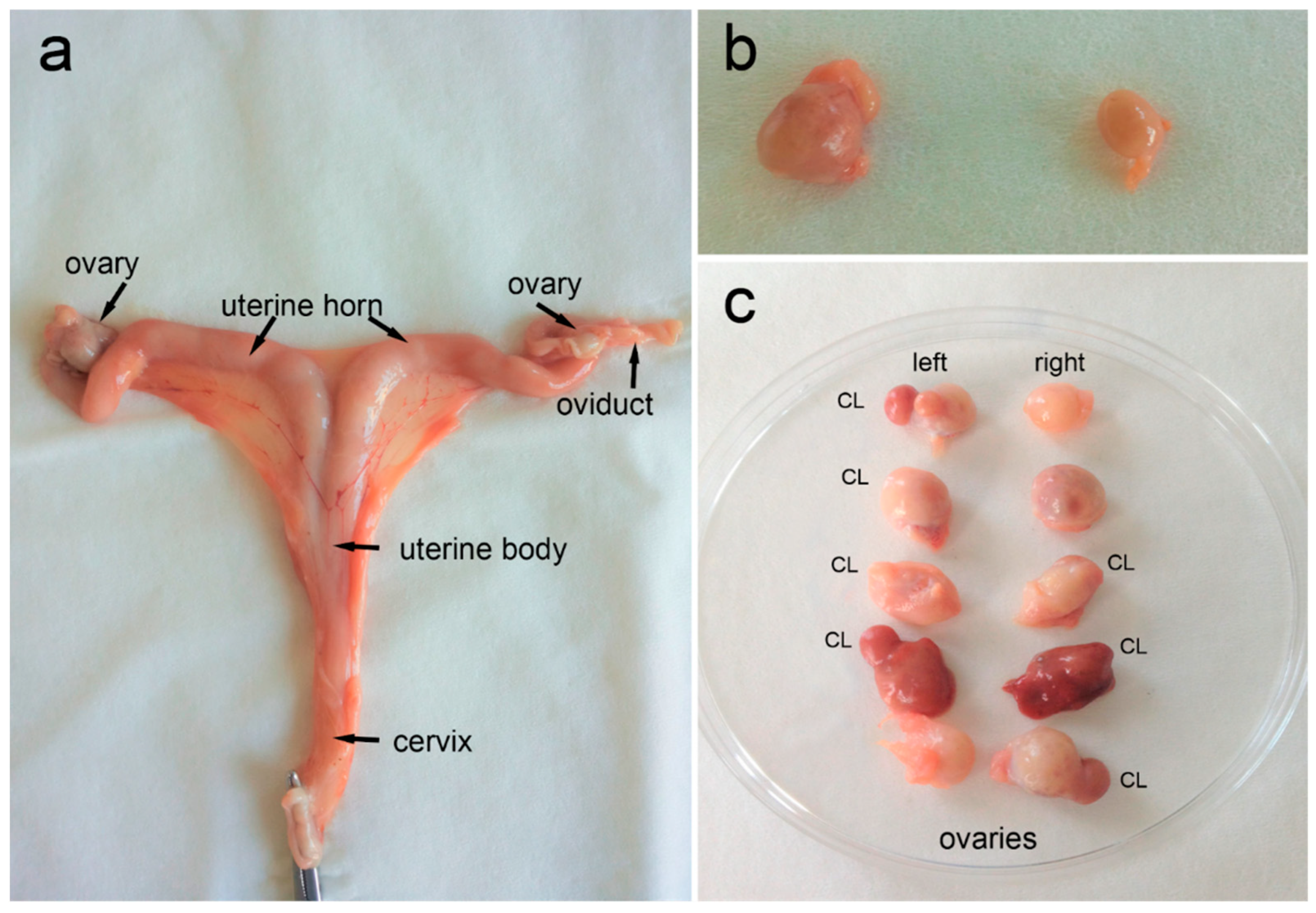 Animals 14 03078 g002 Animals 14 03078 g002