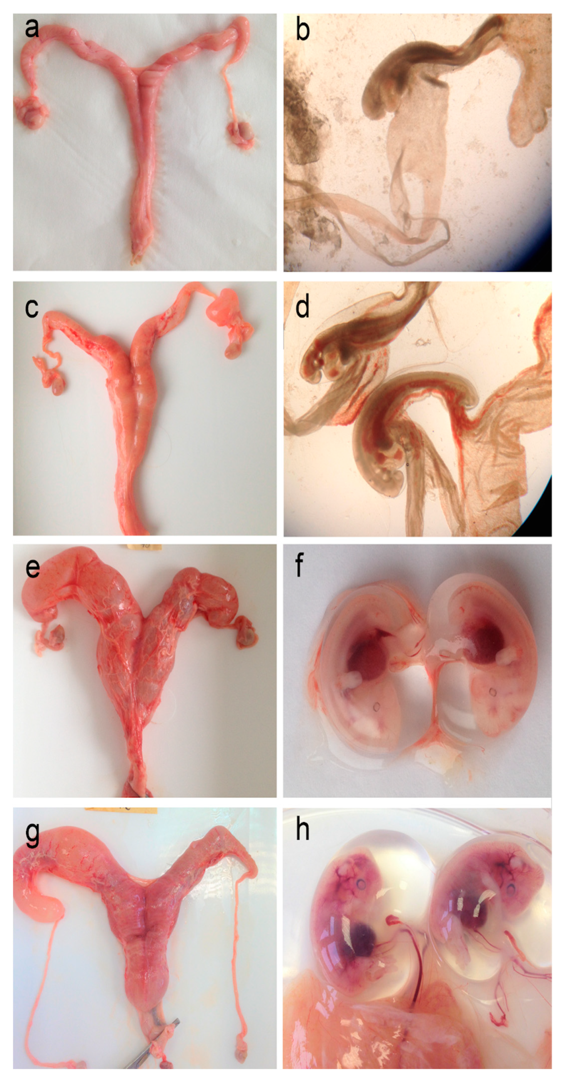 Animals 14 03078 g006 Animals 14 03078 g006