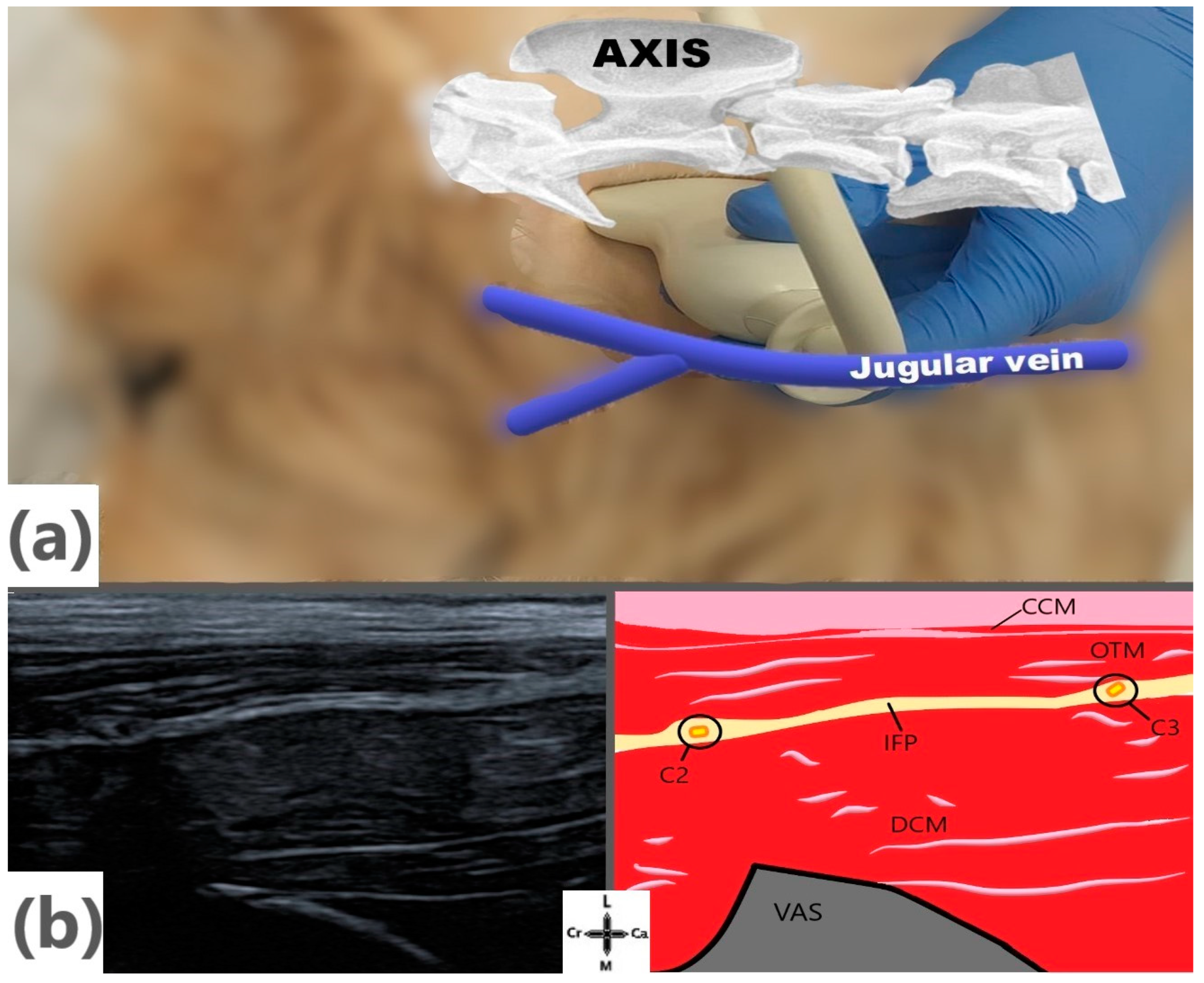 Animals 14 03094 g002