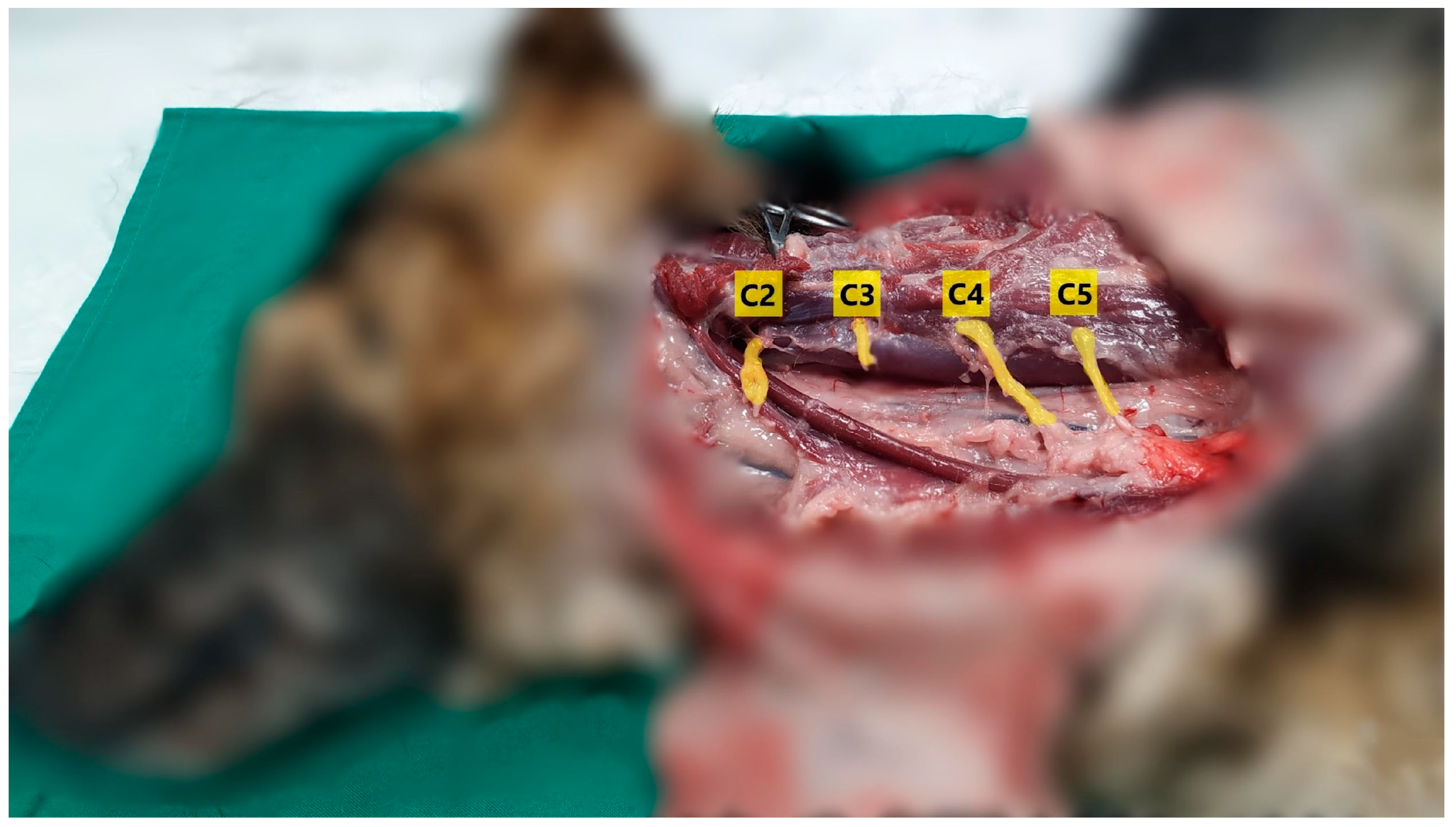 Animals 14 03094 g003