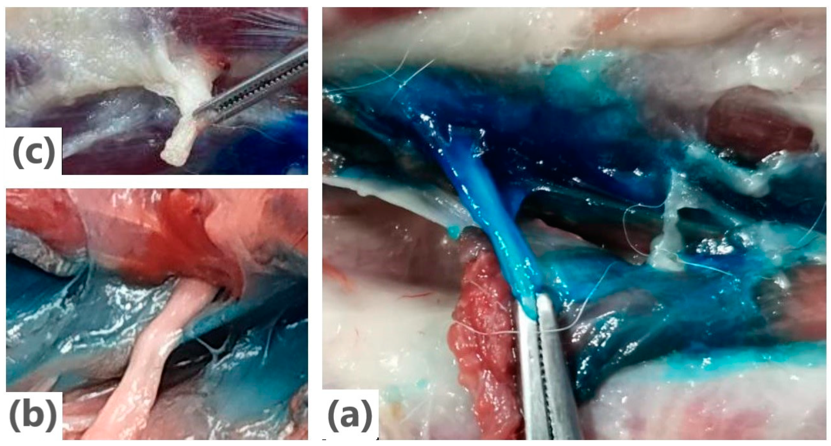 Animals 14 03094 g006