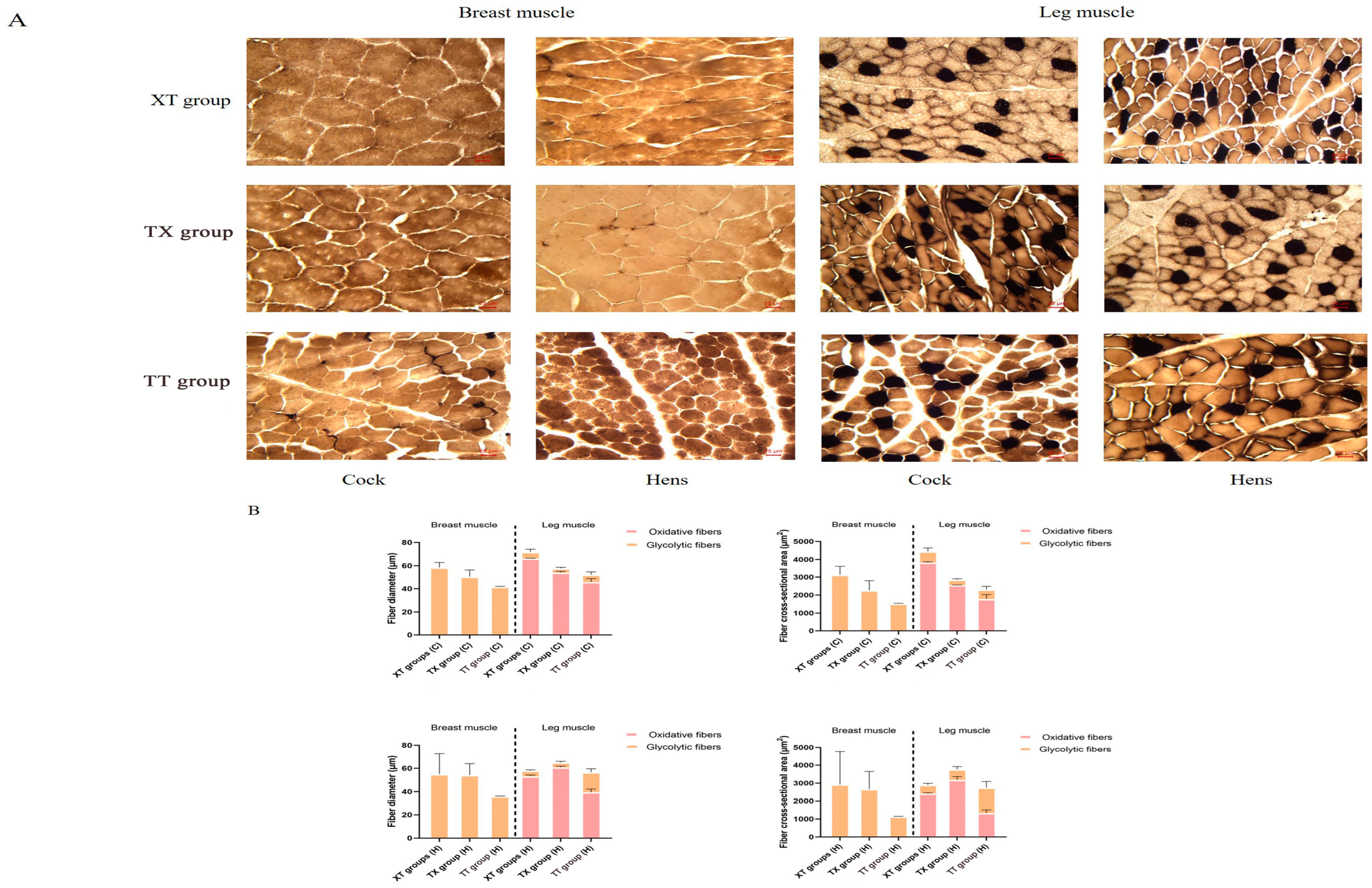 Animals 14 03099 g004