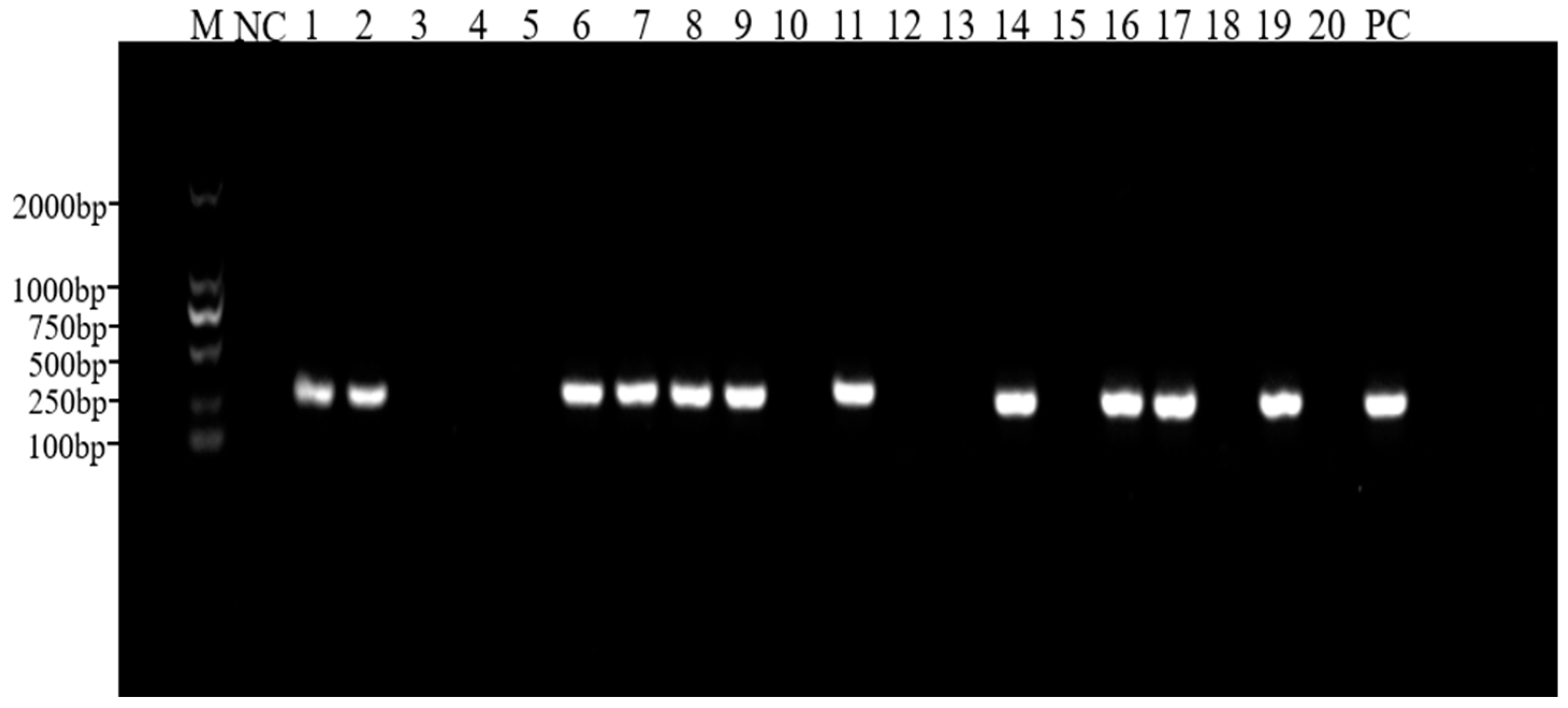 Animals 14 03103 g001