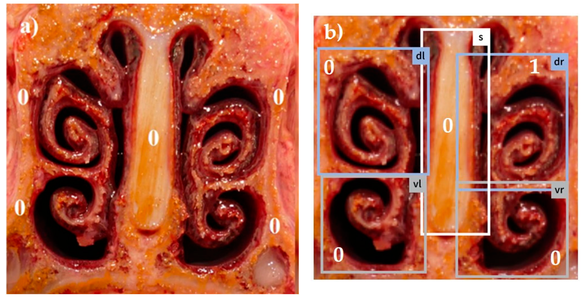 Animals 14 03113 g001 Animals 14 03113 g001